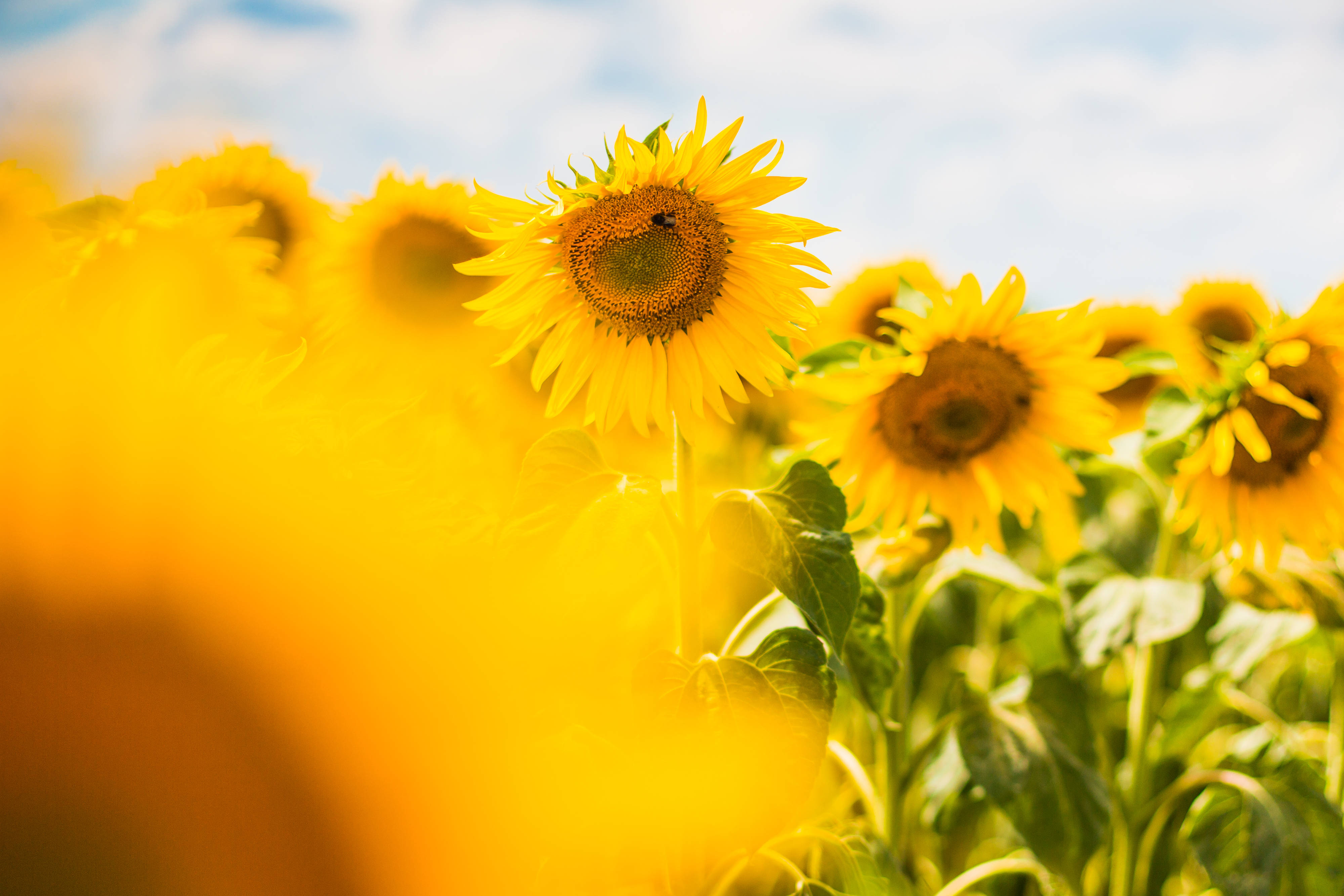 Sunflower Aesthetic 桌布 壁紙 — 鮮豔的向日葵在金色田野中搖曳，襯著晴朗藍天和 fluffy 白雲。