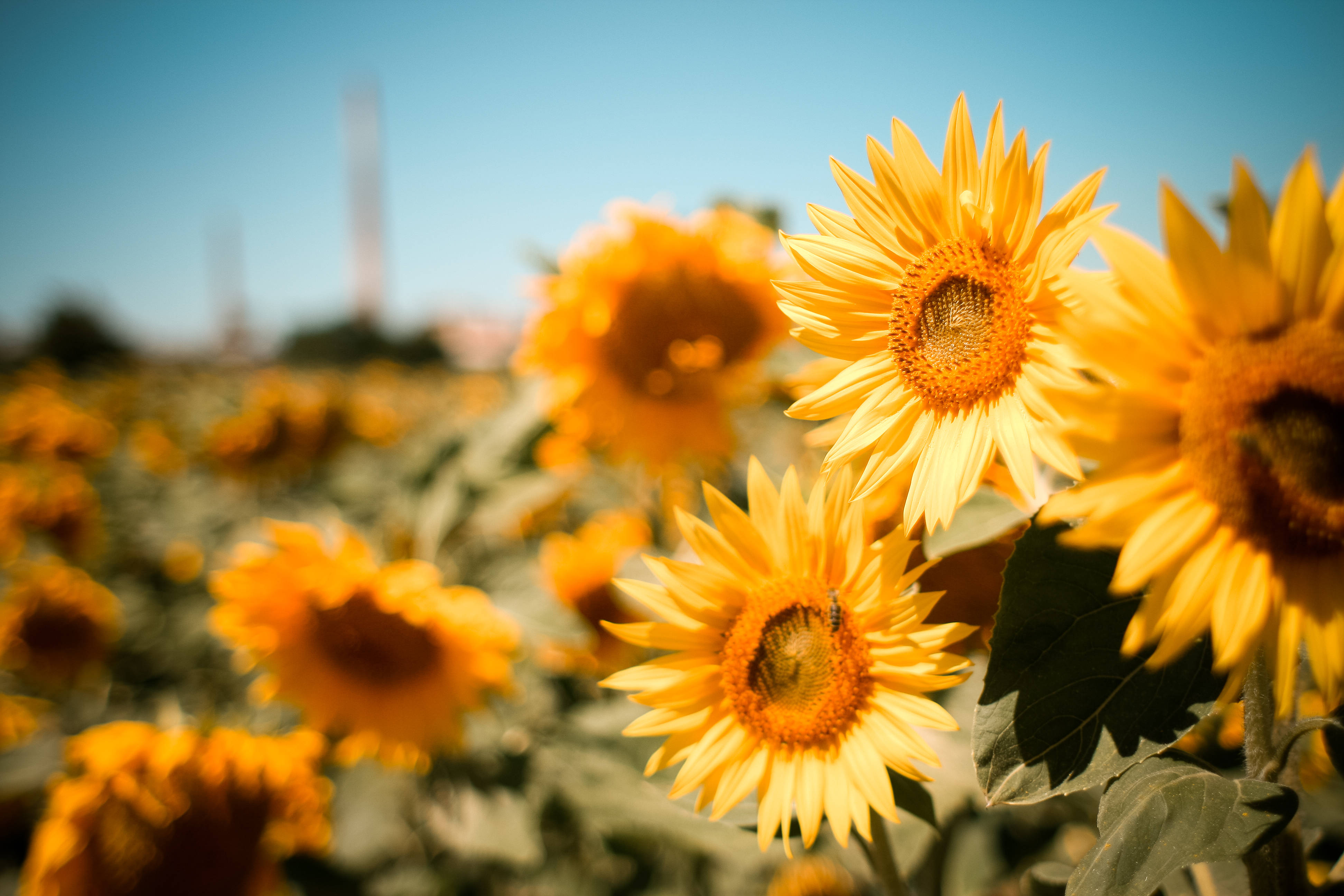 Sunflower Aesthetic 桌布 壁紙 — 鮮豔的向日葵在金色的田野中盛開，在清澈的藍天下，柔和的光線突顯它們的花瓣。