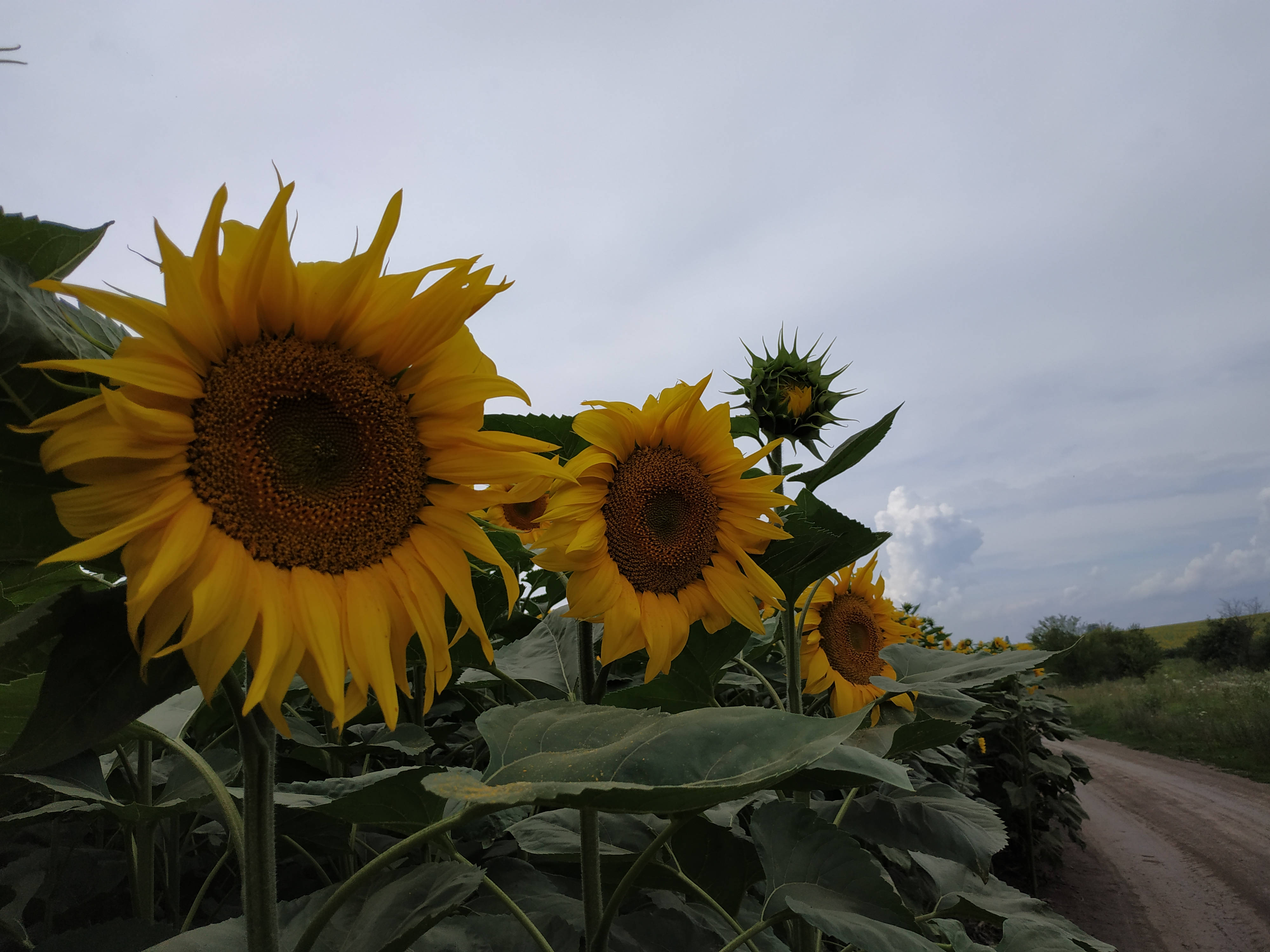 Sunflower Aesthetic 桌布 壁紙 — 鮮豔的向日葵在陰天之下沿著泥土路盛開，伴隨著茂密的綠葉。