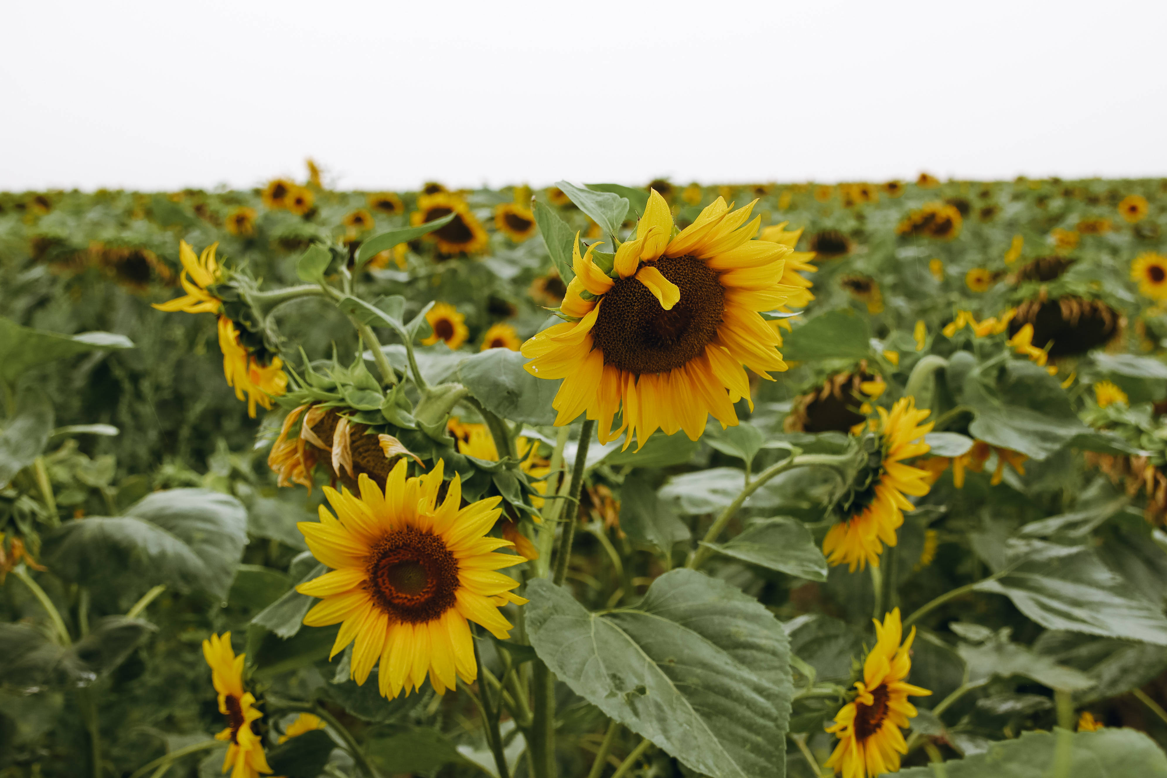 Sunflower Aesthetic 桌布 壁紙 — 鮮豔的向日葵在陰天天空下，在廣闊的田野中輕輕搖曳，伴隨著茂盛的綠葉。