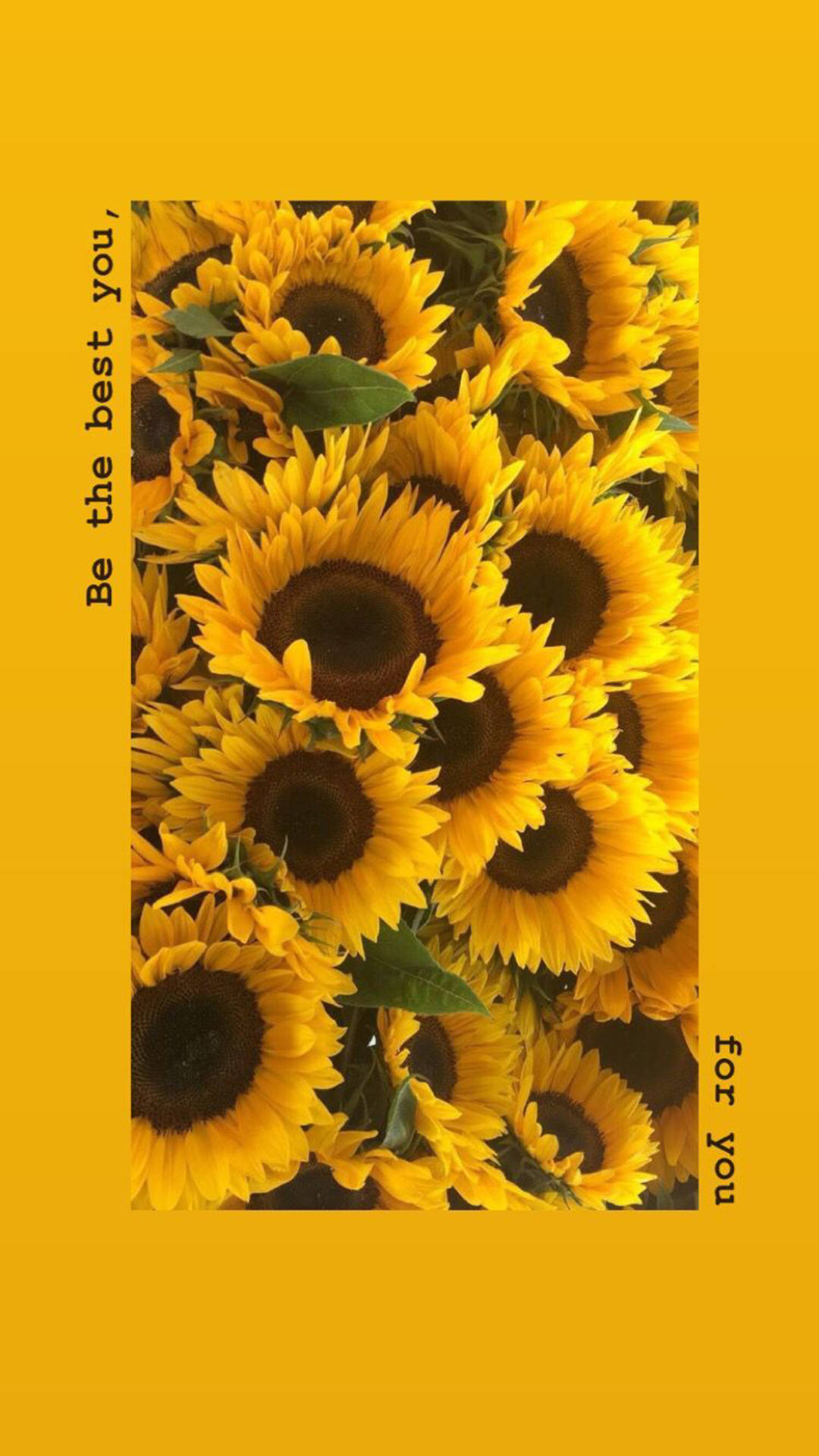 Spring iPhone 桌布 壁紙 — 鮮豔的向日葵密集綻放，背景為純黃色，側面有勵志文字。