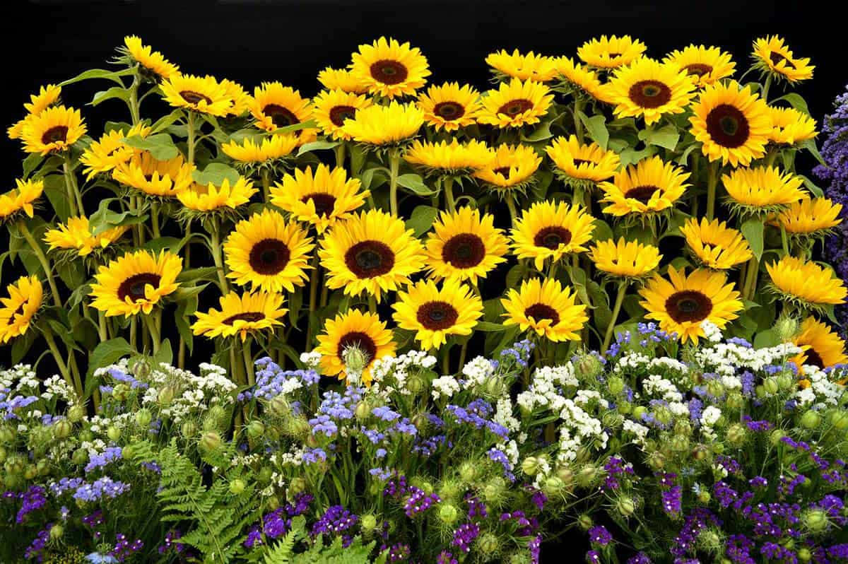 Beautiful Sunflower 桌布 壁紙 — 鮮豔的向日葵帶有深色花心，在黑色背景上從紫色和白色野花叢中升起。