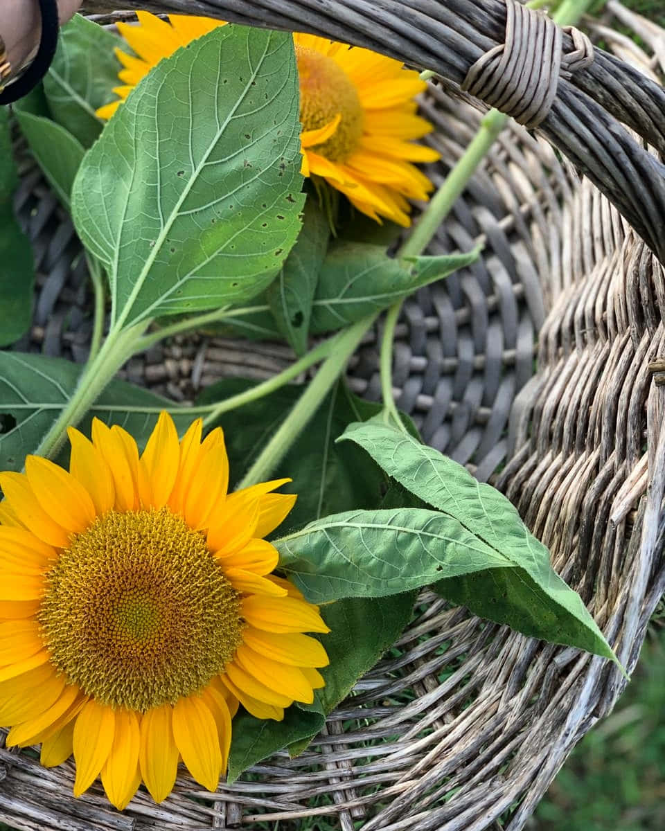 Beautiful Sunflower 桌布 壁紙 — 鮮豔的向日葵與茂盛的綠葉放在一個質樸的編織籃子裡，在明亮的自然日光下拍攝。