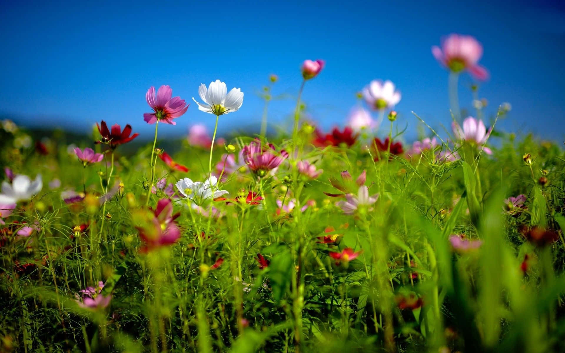 Spring Meadow 桌布 壁紙 — 鮮豔的大波斯菊在茂密的綠色田野中盛開，背景是清澈的藍天，景深較淺。