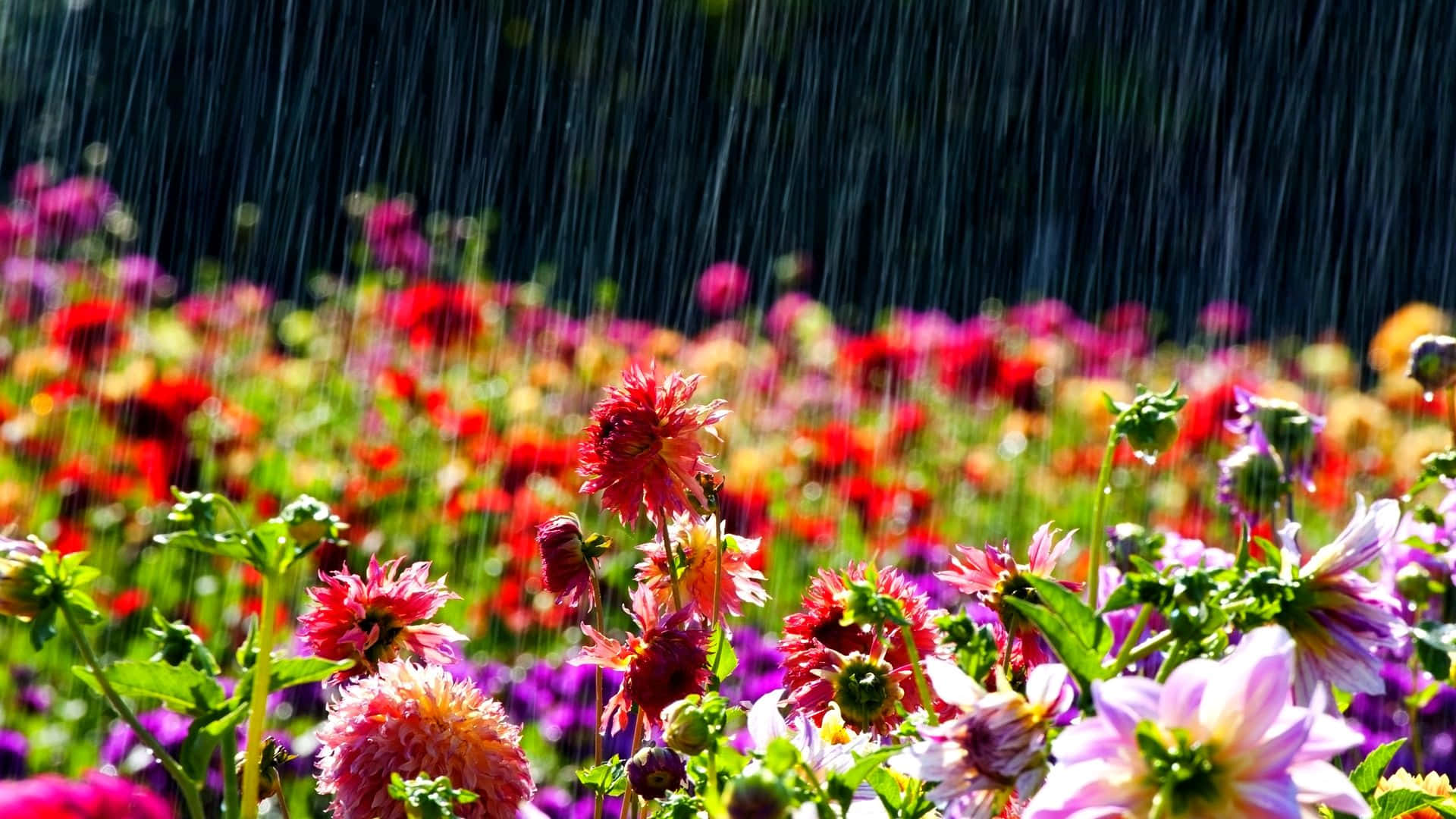 Spring Weather 桌布 壁紙 — 鮮豔的大麗花在田野中盛開，雨水在陽光普照的花園場景中傾瀉而下。