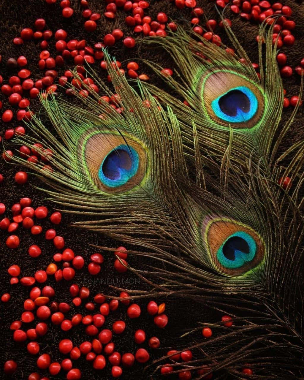 Peacock Feather 桌布 壁紙 — 鮮豔的孔雀羽毛帶有虹彩眼斑，躺在一層光亮的紅色漿果上，背景是深色泥土色。