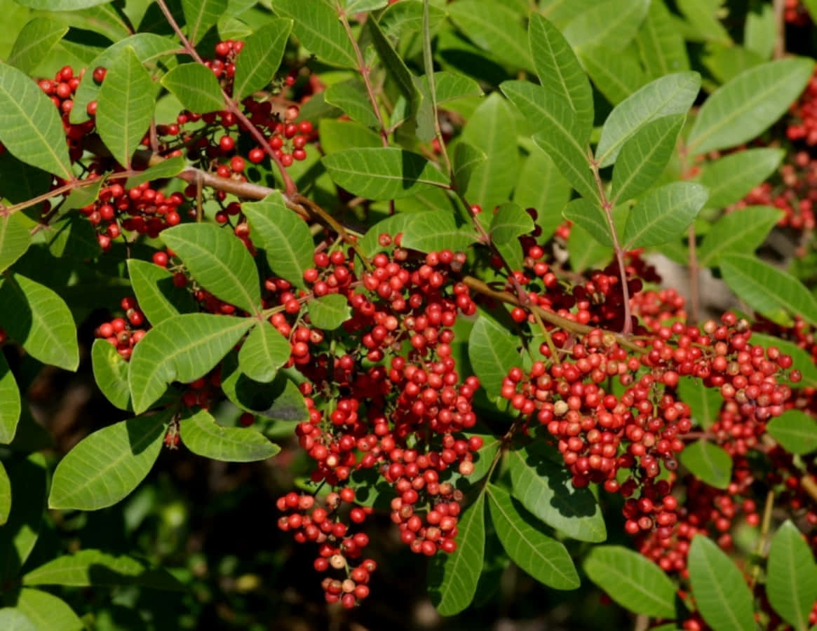 Pink Peppercorn 桌布 壁紙 — 鮮豔的小紅莓簇密集地掛在光亮的綠葉之間，在明亮的陽光下。