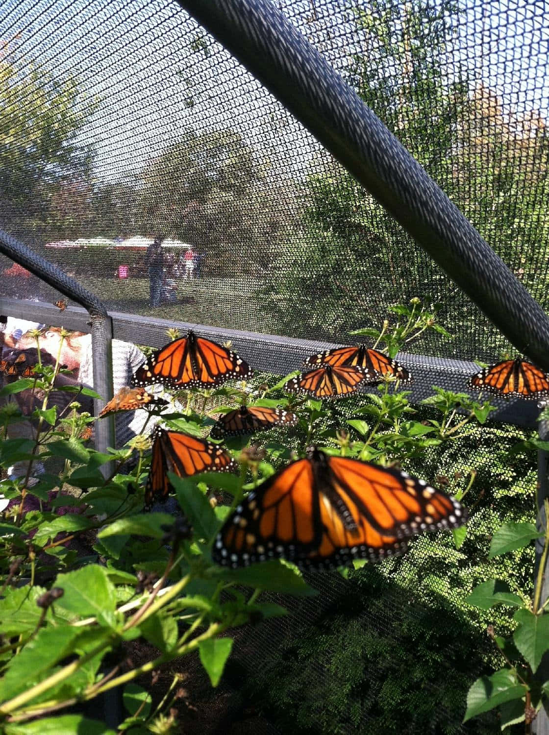 Butterfly Park 桌布 壁紙 — 鮮豔的帝王斑蝶棲息在網狀圍欄內茂密的綠色葉子上，訪客在遠處可見。