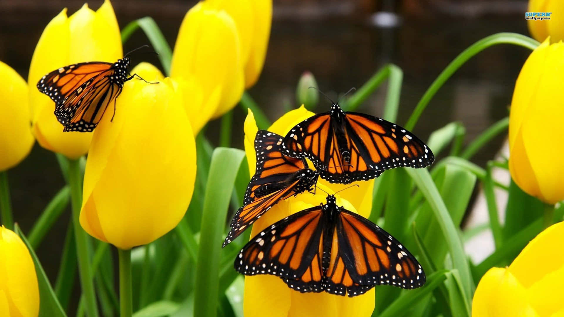 Monarch Butterfly 桌布 壁紙 — 鮮豔的帝王斑蝶輕盈地停在明亮的黃色鬱金香上，背景是柔和的綠色。