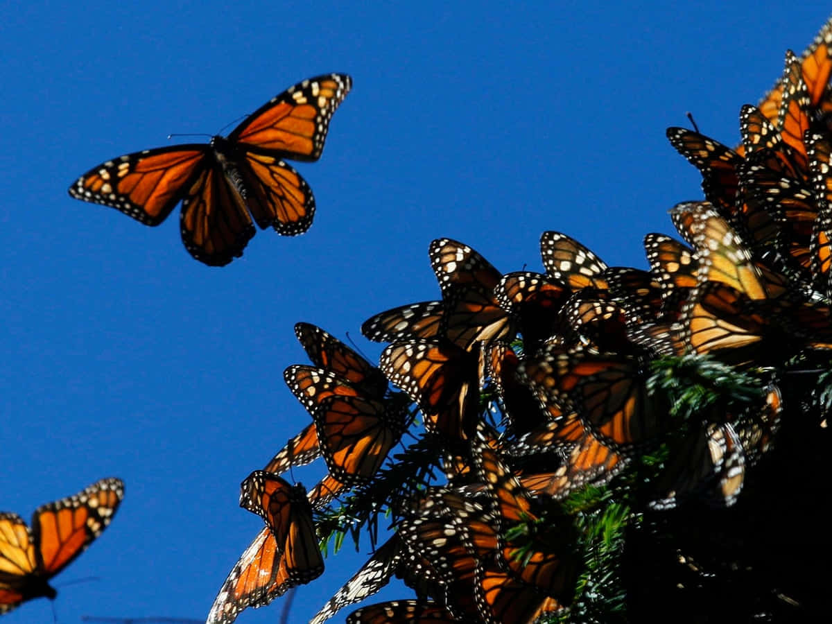 Butterfly Migration 桌布 壁紙 — 鮮豔的帝王蝶聚集在常綠樹枝上，背景是清澈的藍天，其中一隻自由飛翔。