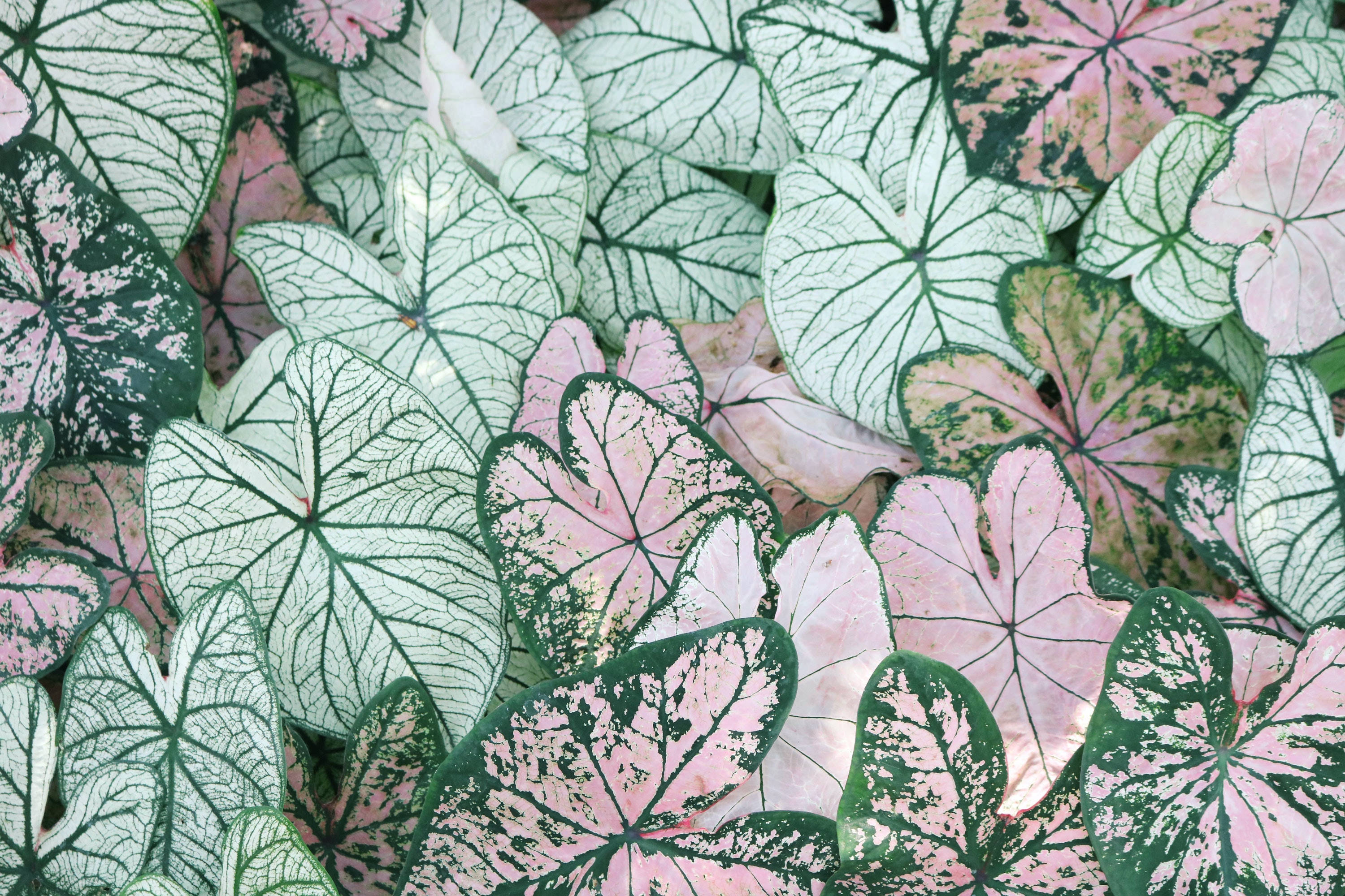 Leaves 桌布 壁紙 — 鮮豔的彩葉芋葉片特寫，在淡粉紅色和白色背景上呈現複雜的綠色葉脈。