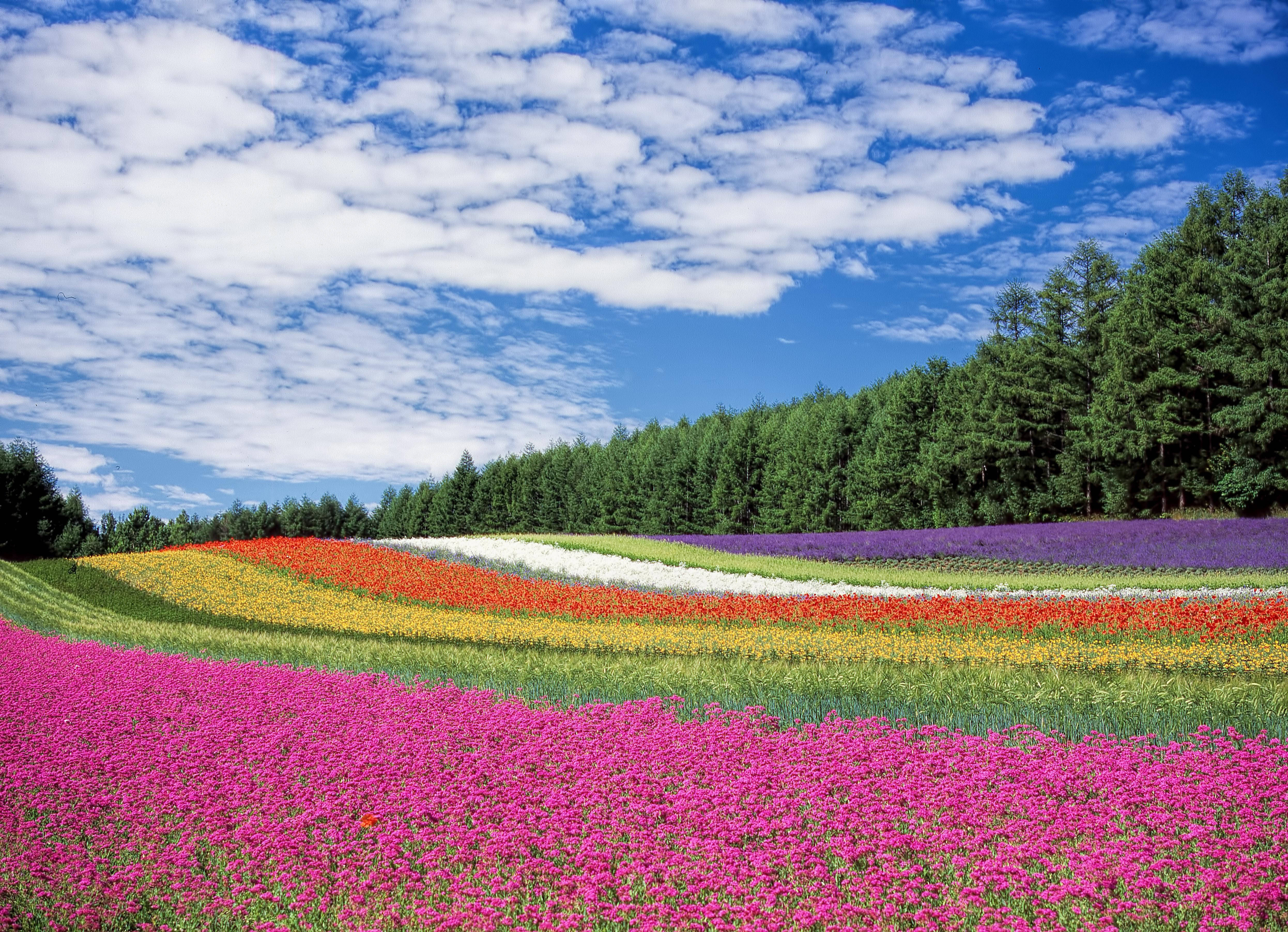 Flower Field 桌布 壁紙 — 鮮豔的彩虹花田在明亮的藍天下延伸，背景有蓬鬆的白雲和樹木繁茂的山脊。