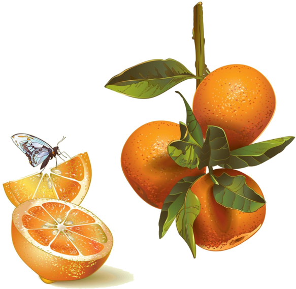 mandarin 桌布 壁紙 — 鮮豔的柳橙、綠葉，以及一隻蝴蝶停在一塊多汁的柳橙片上，背景是純黑色。