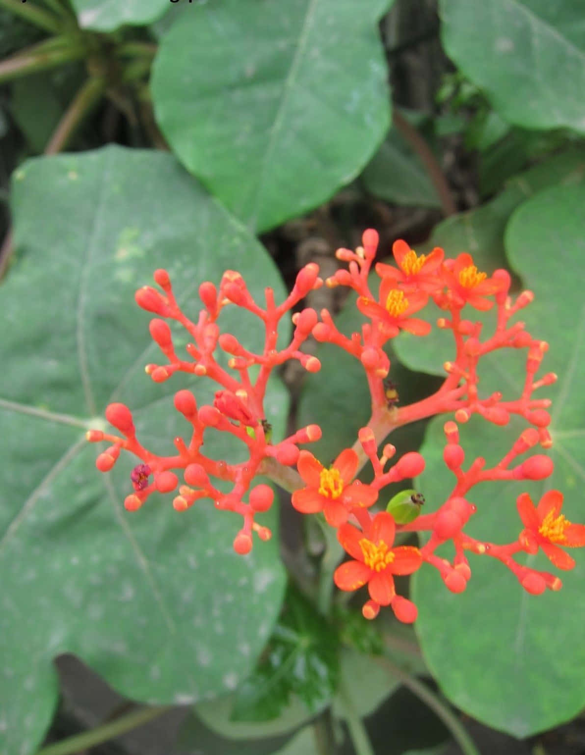 Ginseng Plant 桌布 壁紙 — 鮮豔的橙紅色花朵帶有黃色中心，在茂密的自然環境中盛開於大綠葉之間。