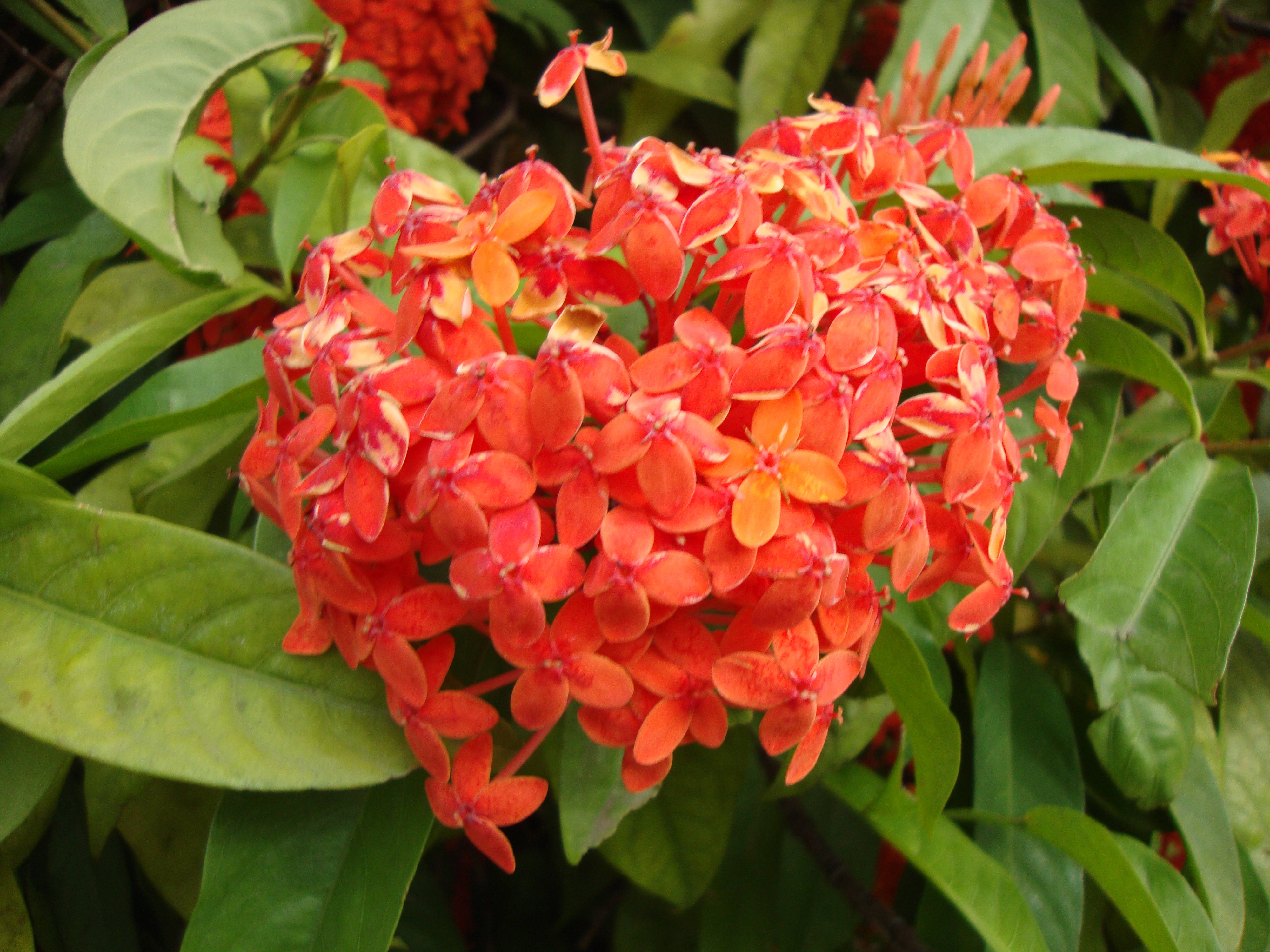 tumblr 花朵 桌布 壁紙 — 鮮豔的橙紅色花朵簇，花瓣精緻，周圍環繞著茂密的綠葉。