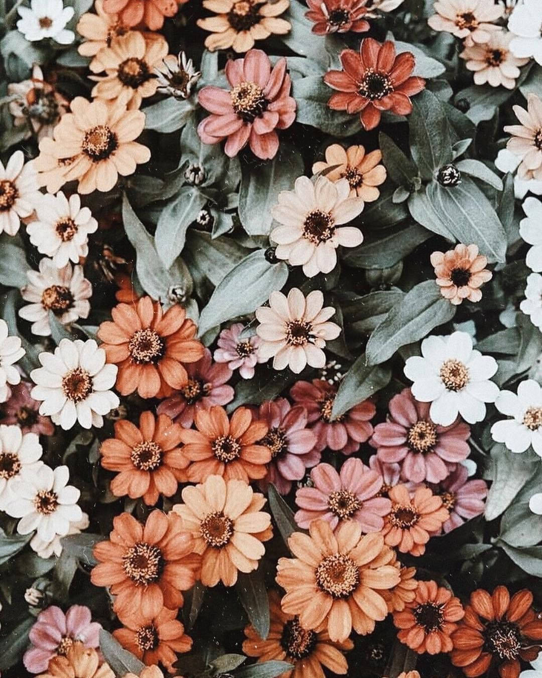 Spring iPhone 桌布 壁紙 — 鮮豔的橙色、粉紅色和白色百日菊特寫，深色中心藏在茂密的綠葉中。
