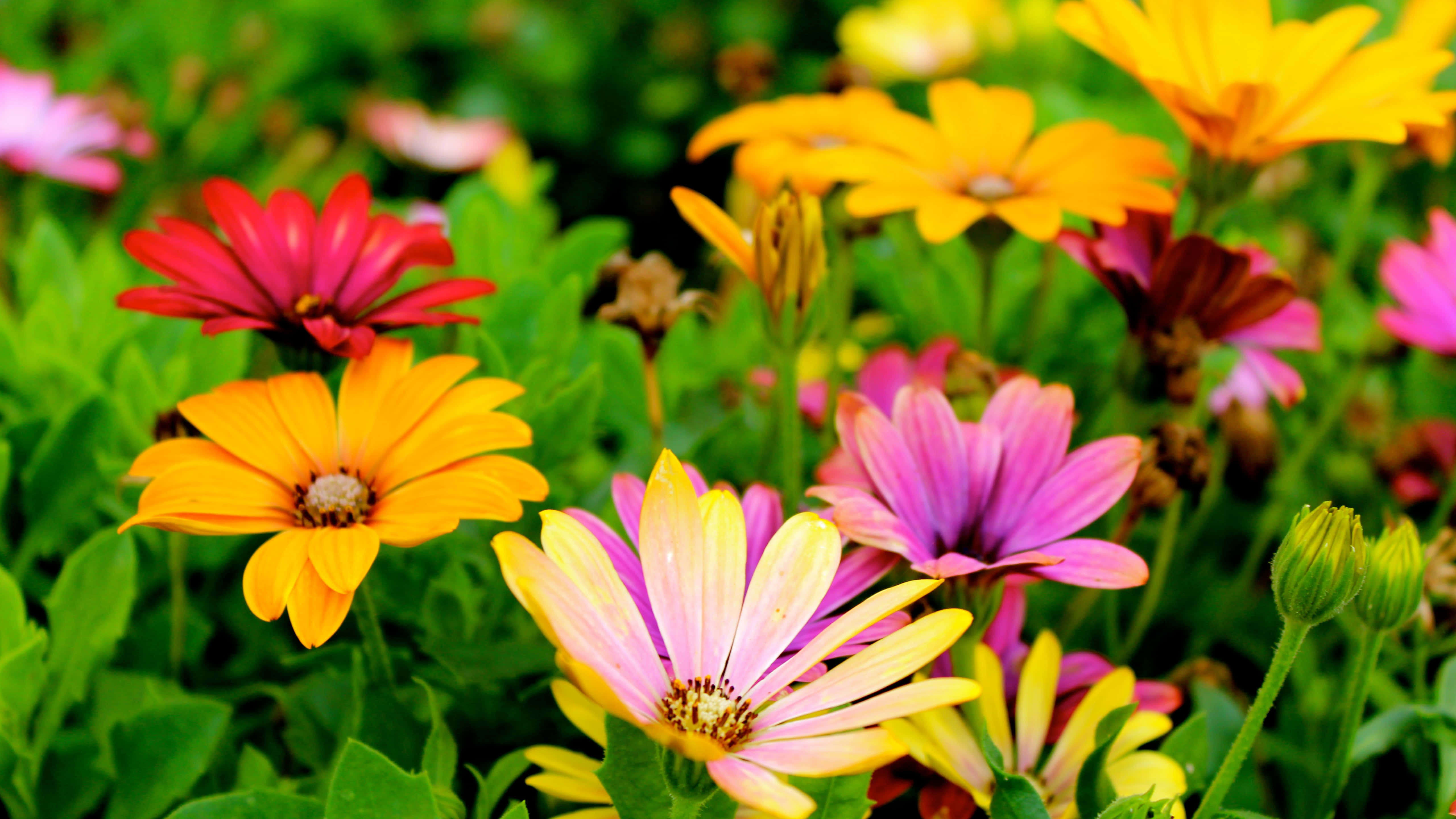 Colorful Daisies 桌布 壁紙 — 鮮豔的橙色、粉紅色和黃色雛菊在陽光普照的花園中，在茂密的綠葉間盛開。