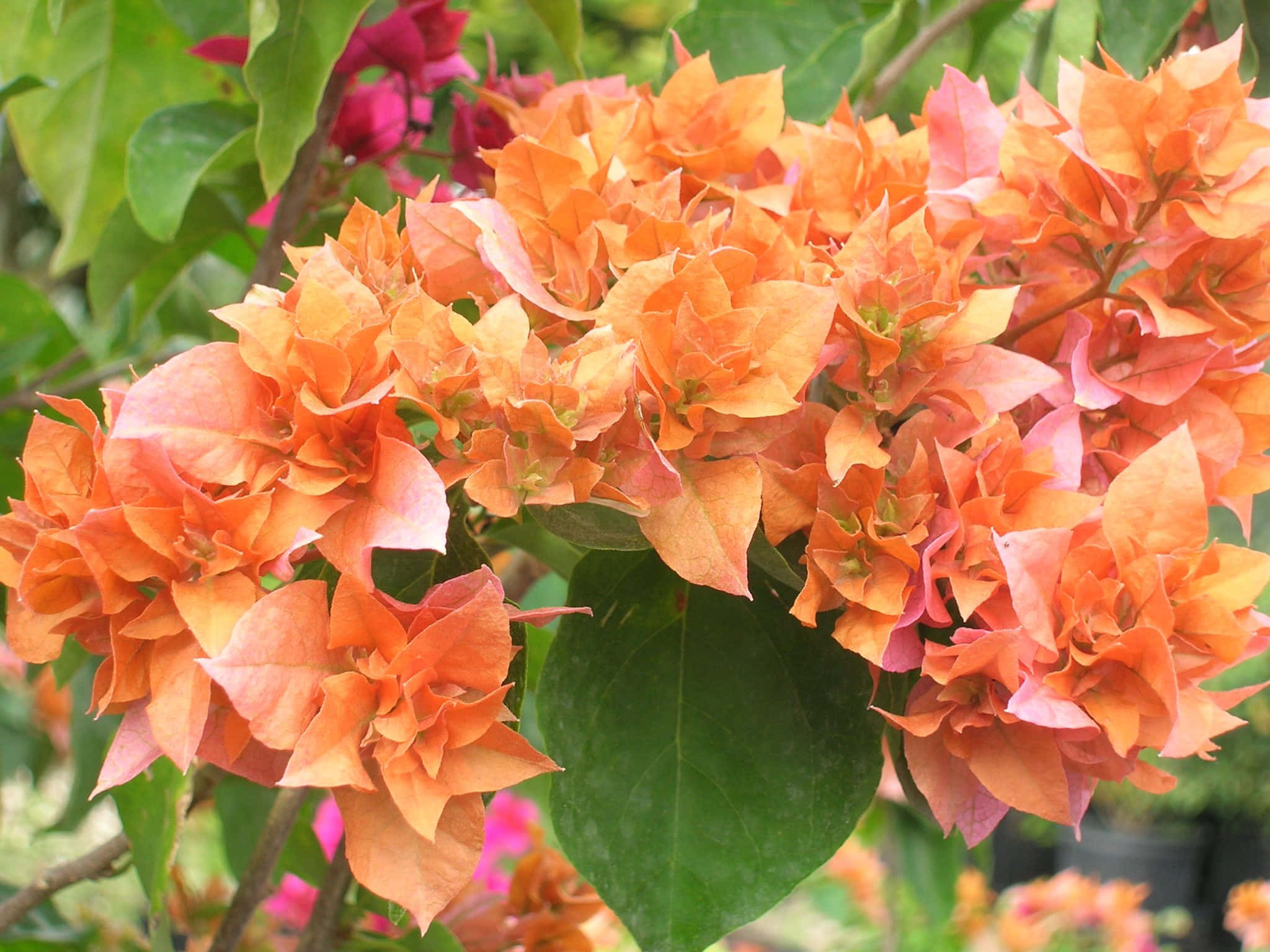 九重葛 桌布 壁紙 — 鮮豔的橙色九重葛花朵在陽光普照的花園場景中，密集地簇擁在茂密的綠葉之間。