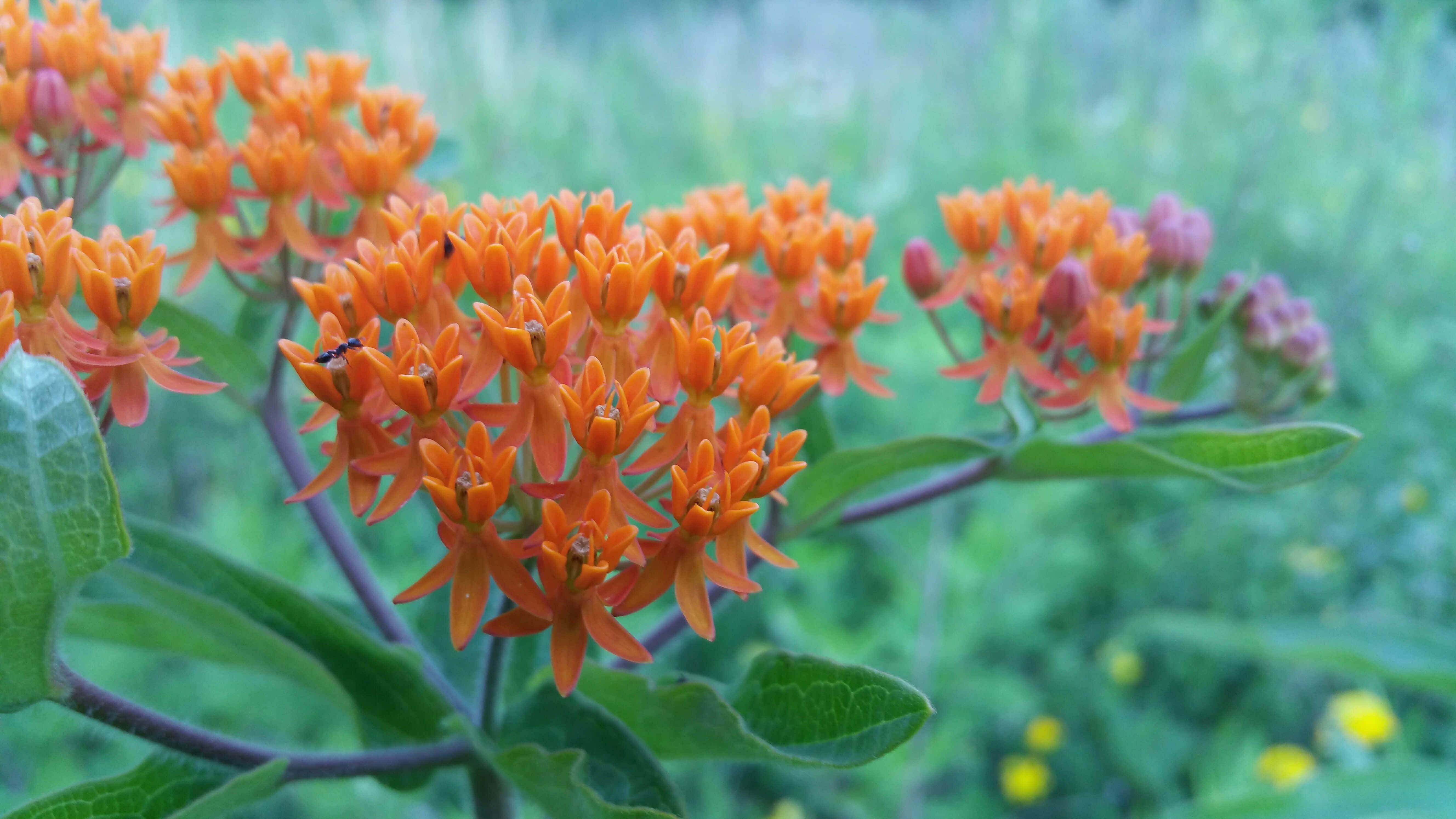 Butterfly Weed 桌布 壁紙 — 鮮豔的橙色乳草花在柔焦的綠色草地上盛開，一隻黑色小蟲停在花瓣上。