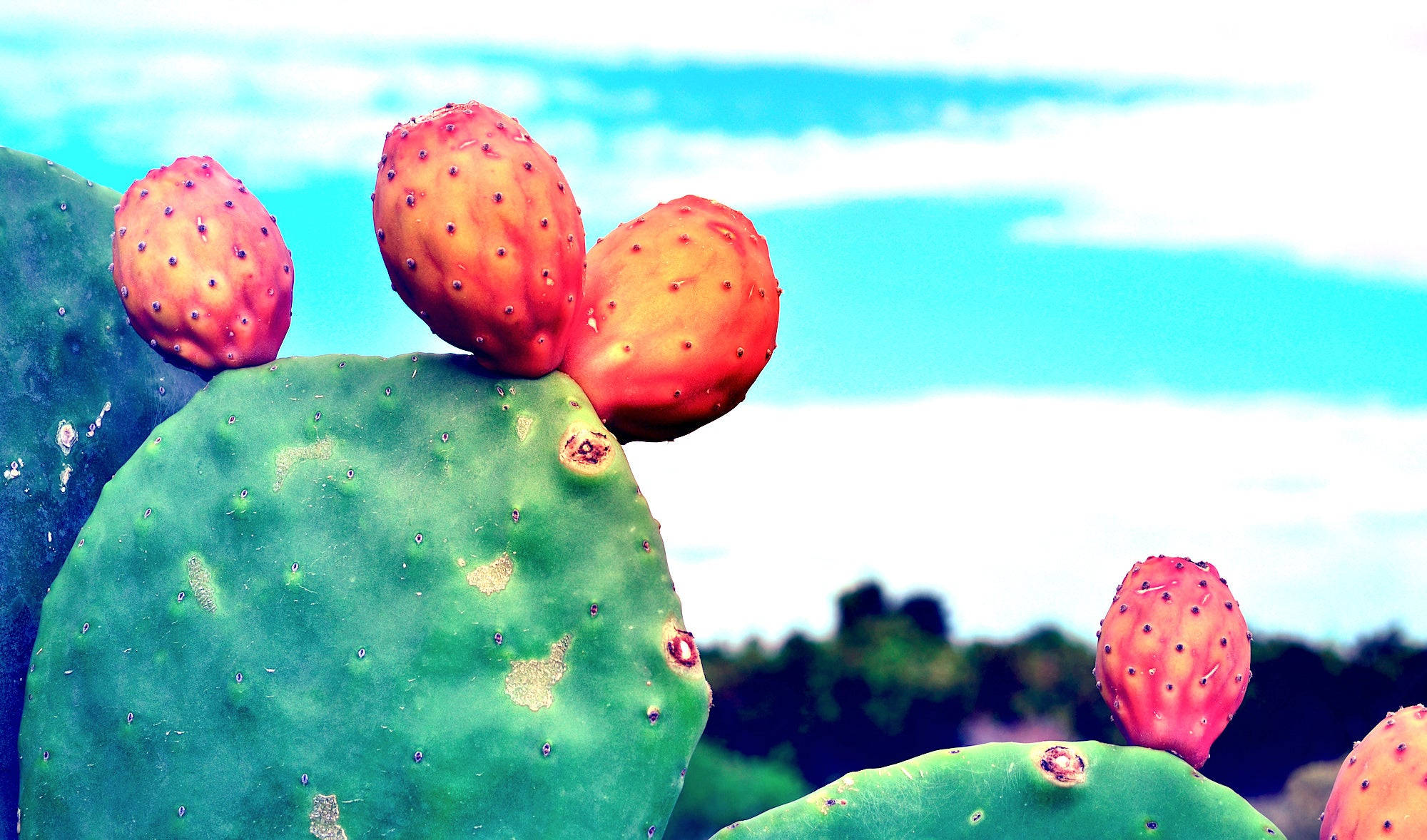 Cactus 桌布 壁紙 — 鮮豔的橙色仙人掌果在茂盛的綠色仙人掌墊上成熟，背景是明亮的藍綠色天空。
