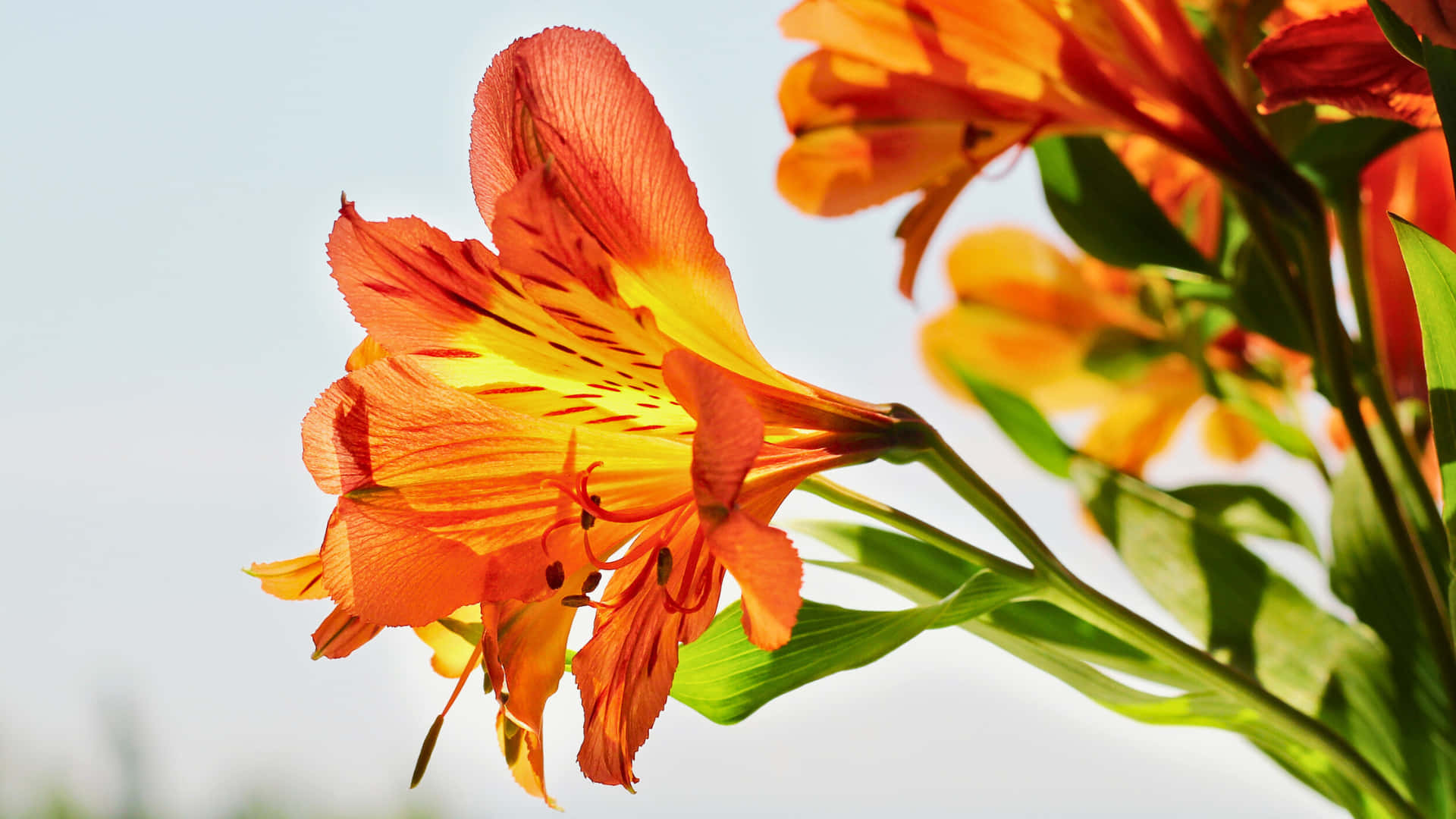 lily 桌布 壁紙 — 鮮豔的橙色六出花，黃色花心和深色斑點，在柔和的藍天下盛開。