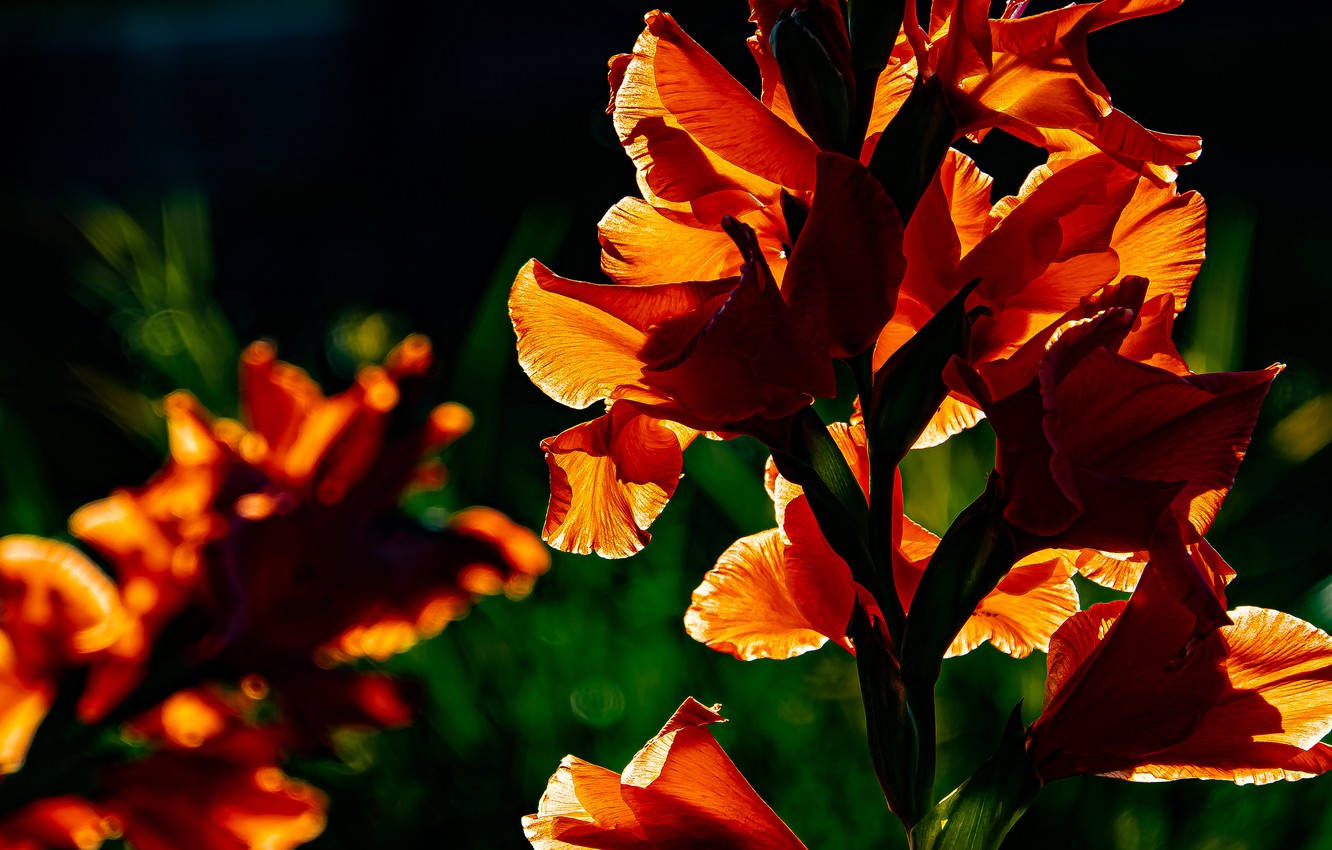 Gladiolus 桌布 壁紙 — 鮮豔的橙色劍蘭花在深綠色模糊花園背景下被金色陽光逆光照射。