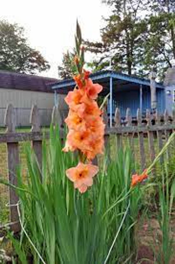 Gladiolus 桌布 壁紙 — 鮮豔的橙色劍蘭花在茂密的綠葉中高高聳立，旁邊是風化的木柵欄和藍色小屋。