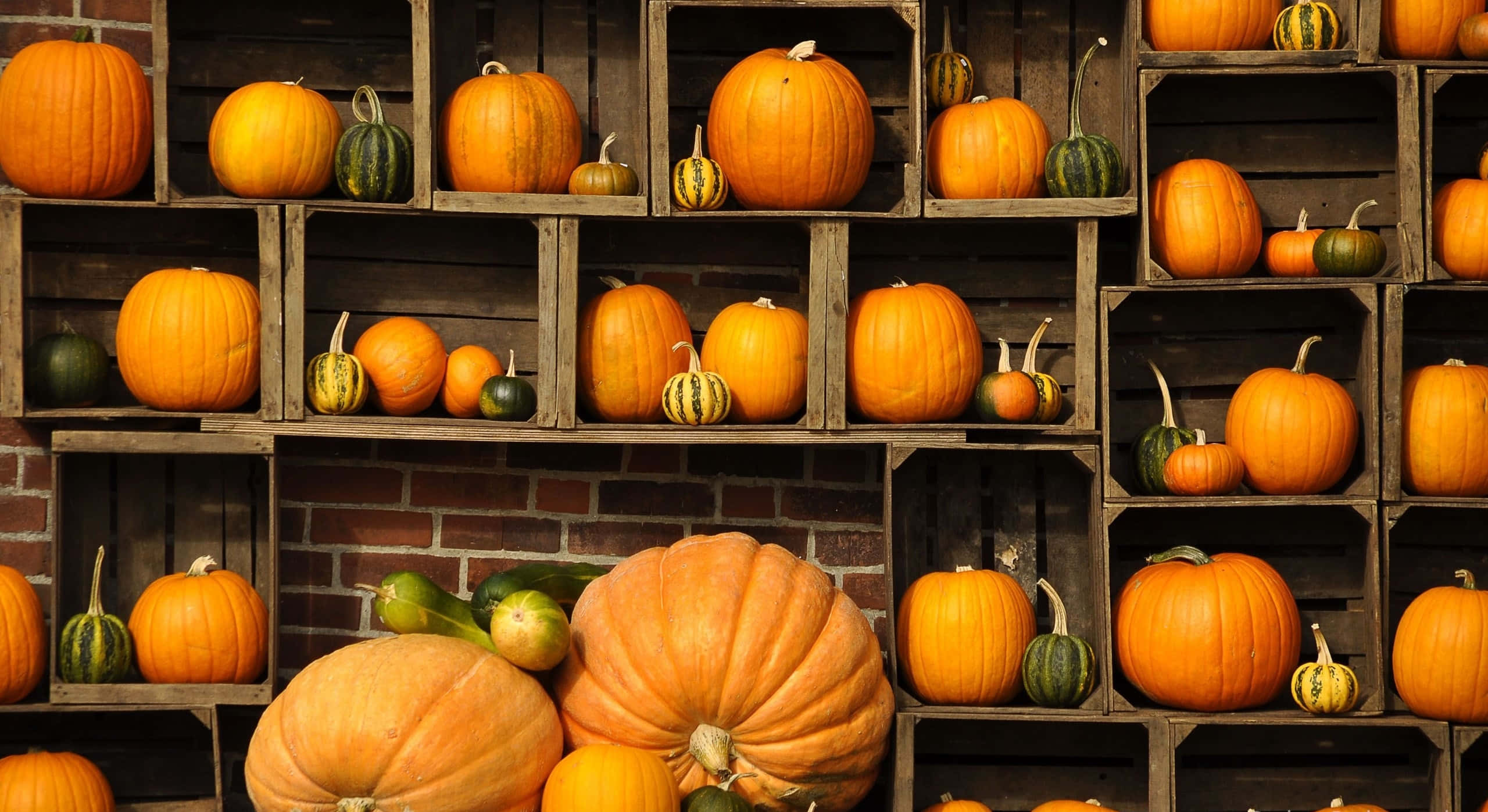 pumpkins 桌布 壁紙 — 鮮豔的橙色南瓜和葫蘆填滿了靠磚牆排列的質樸木箱，營造出節日般的秋季展示。