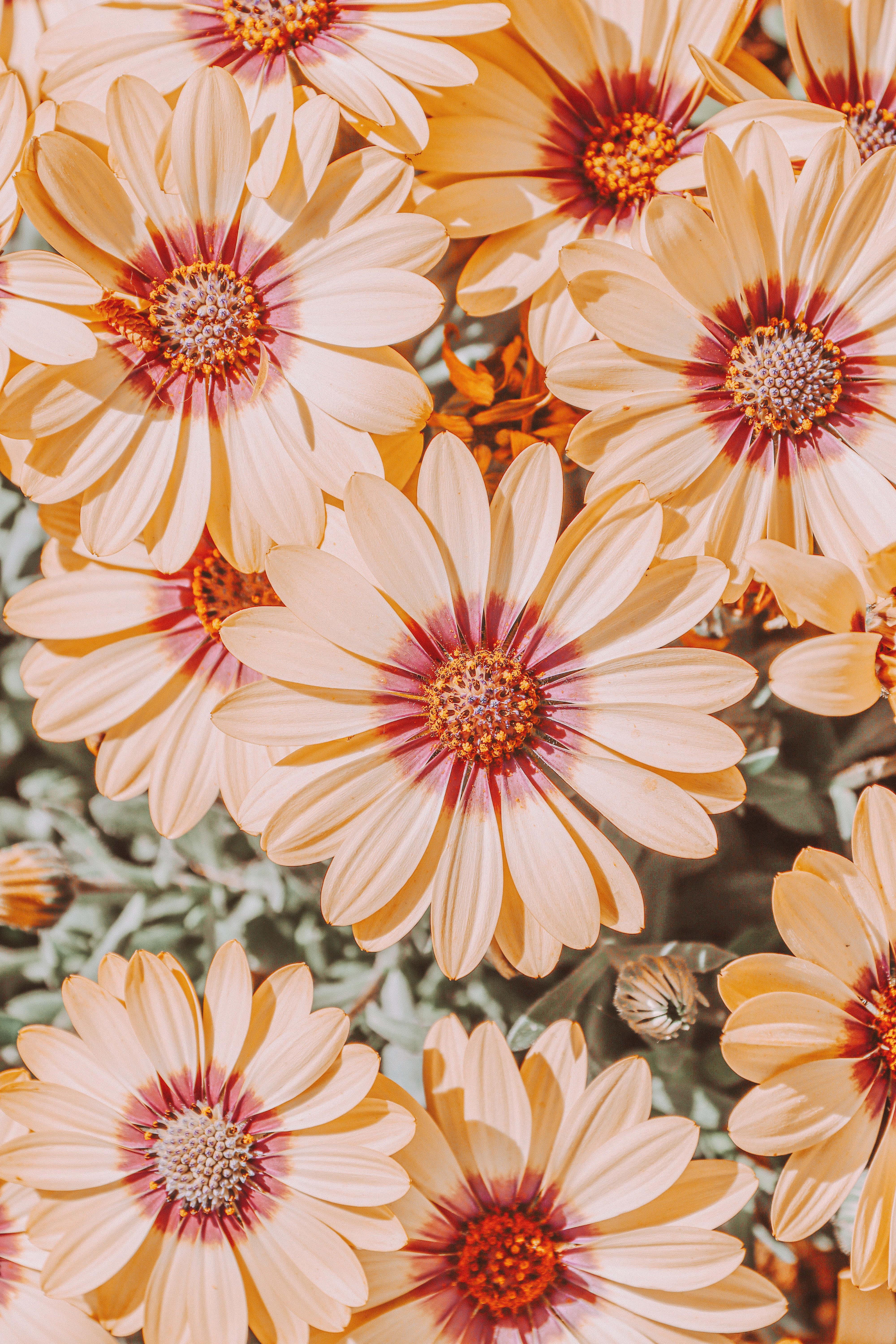 Wildflowers 桌布 壁紙 — 鮮豔的橙色和奶油色雛菊特寫，深紅色花心在柔和自然光線中密集盛開。