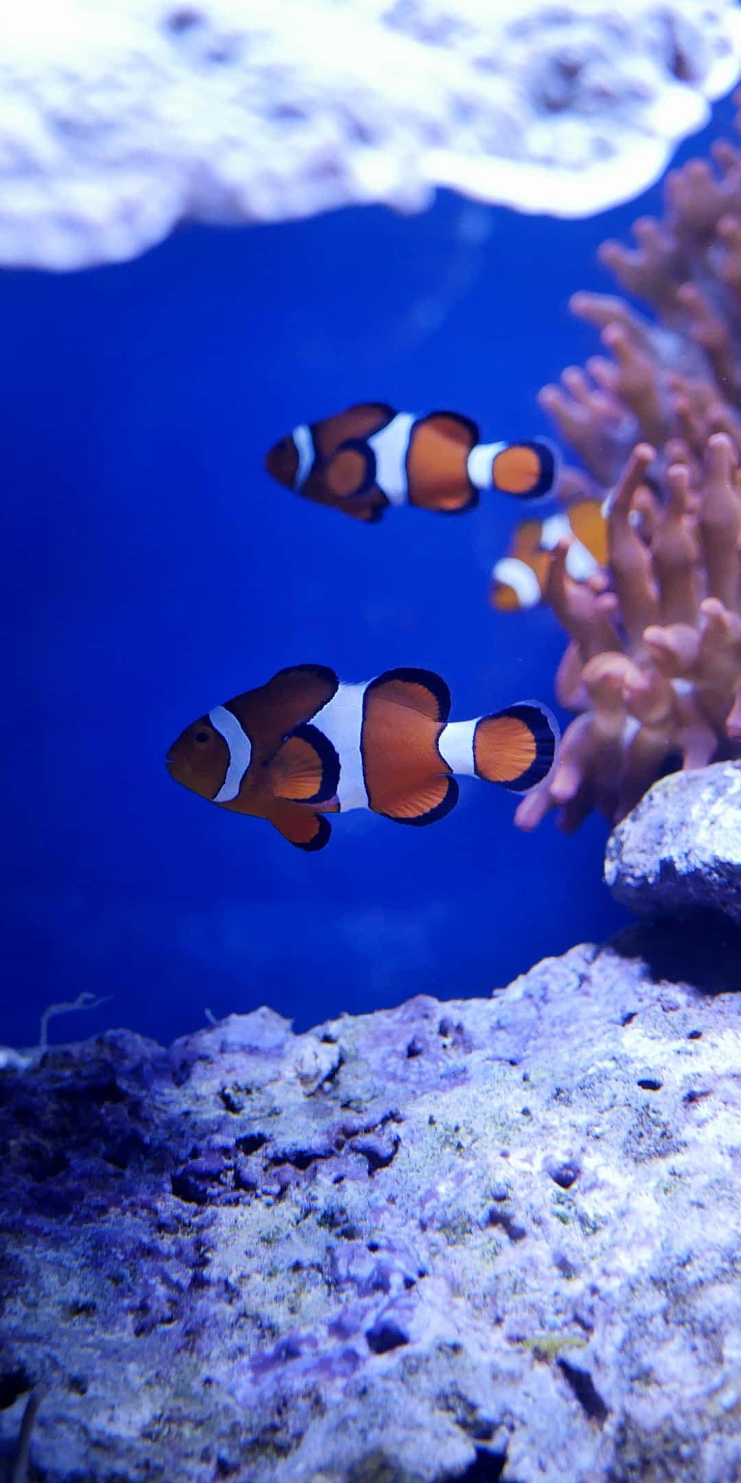 Pixel 3 Fish 桌布 壁紙 — 鮮豔的橙色和白色小丑魚在深藍色水族箱中優雅地游過粉紅色珊瑚和紫色岩石。