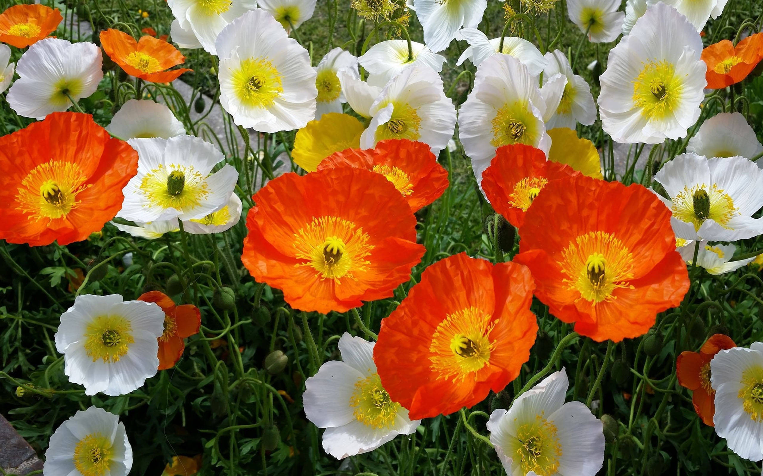 Poppy 桌布 壁紙 — 鮮豔的橙色和白色罌粟花，帶有黃色花心，在明亮的日光下密集地盛開在茂盛的綠色莖葉之間。