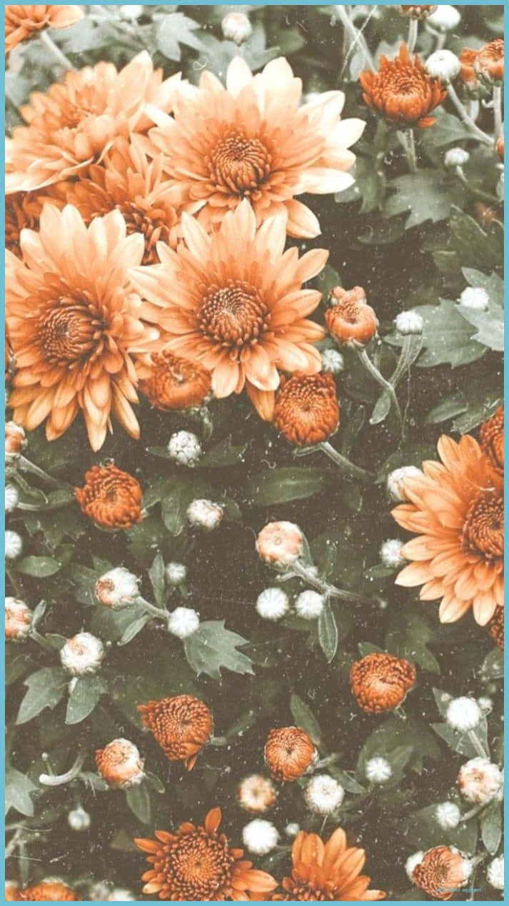 Pretty Flower 桌布 壁紙 — 鮮豔的橙色和白色菊花在復古色調的花園場景中，在茂密的綠葉中盛開。