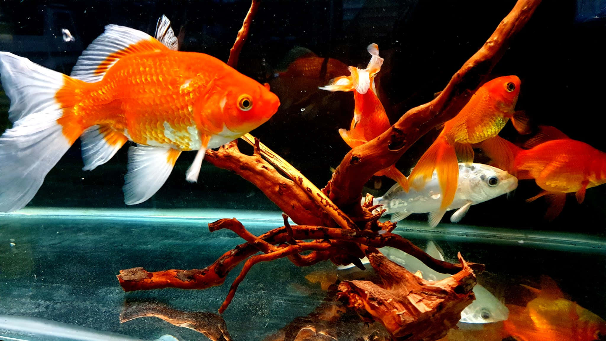 Goldfish 桌布 壁紙 — 鮮豔的橙色和白色金魚在清澈的水族箱中優雅地游繞著一條多節的木枝。
