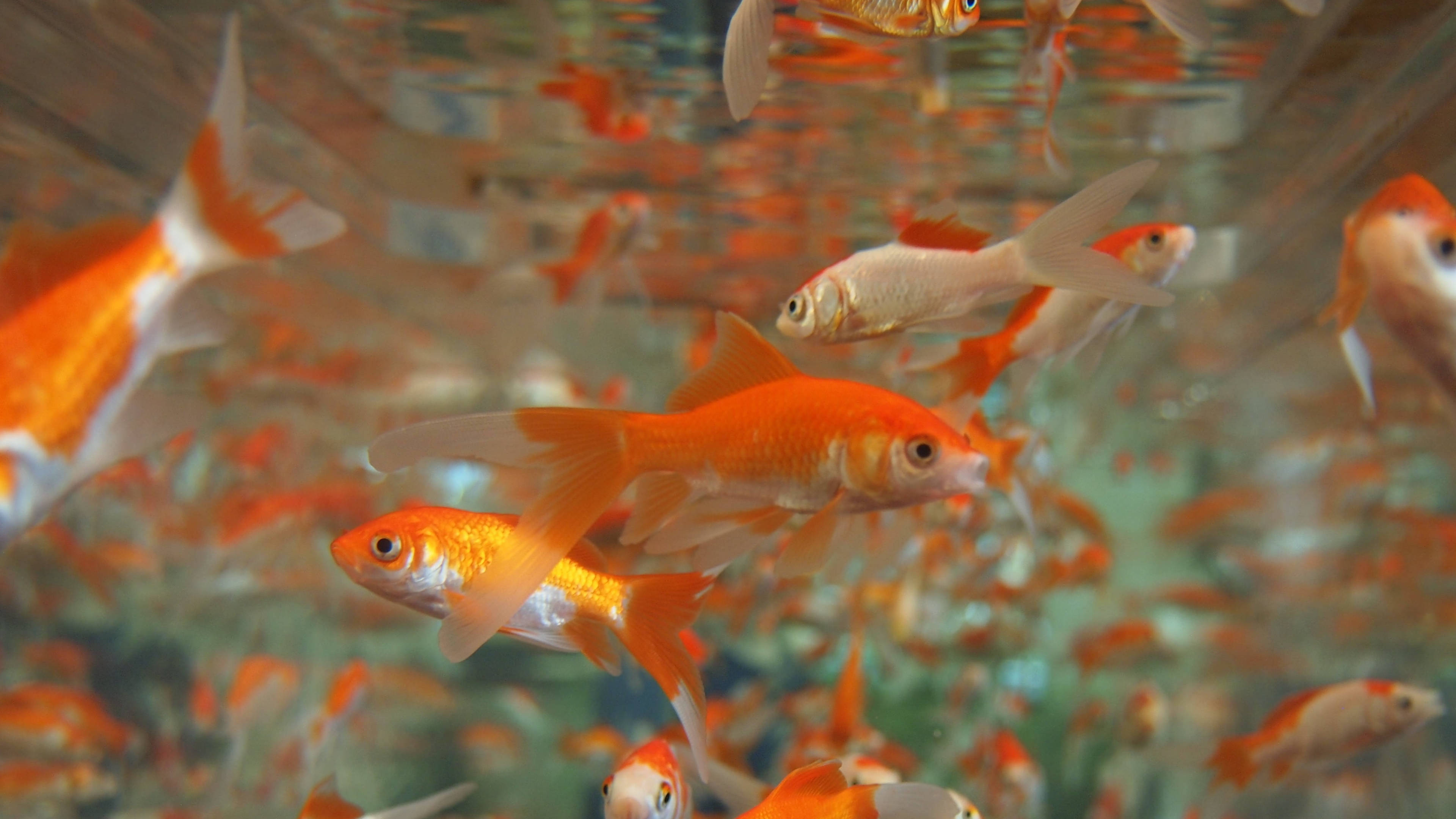 Goldfish 桌布 壁紙 — 鮮豔的橙色和白色金魚在陽光照射的水族箱中優雅地游動，模糊的倒影在水面上舞動。