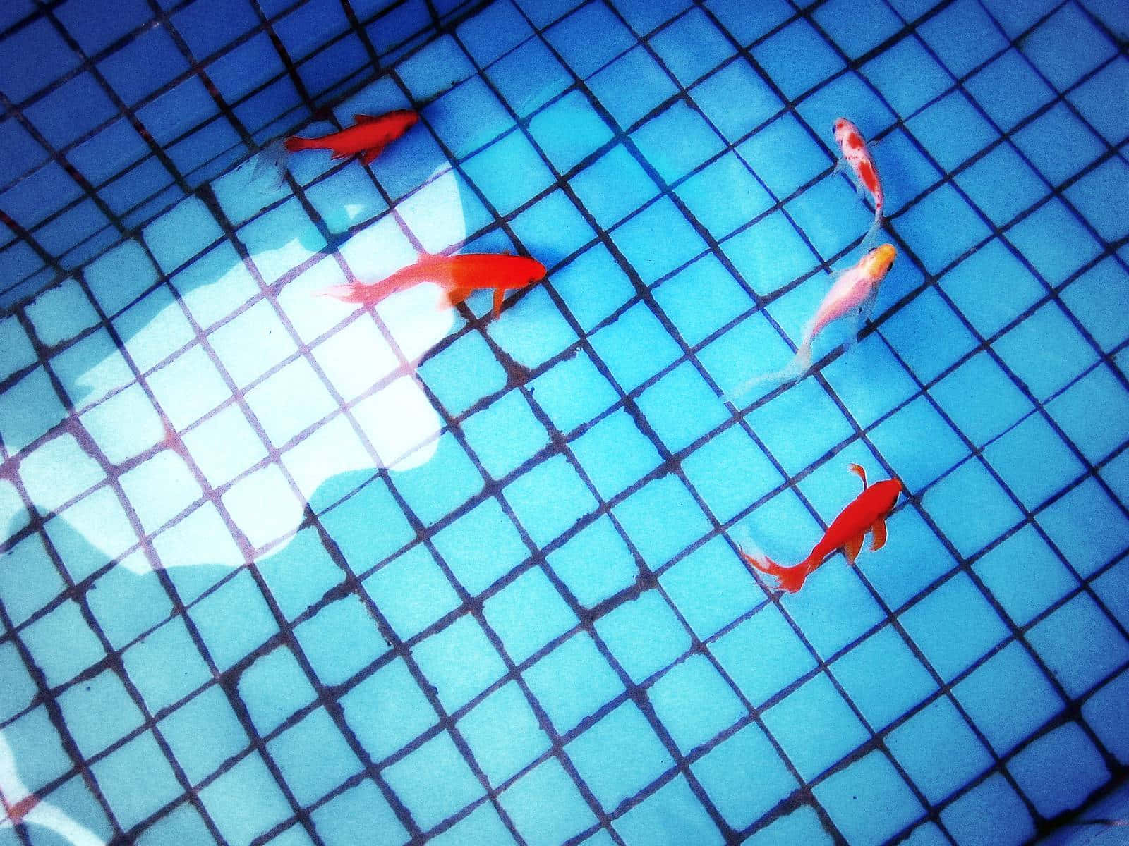 Koi Fish 桌布 壁紙 — 鮮豔的橙色和白色錦鯉在明亮的陽光下，於淺藍色瓷磚池中優雅地游動。