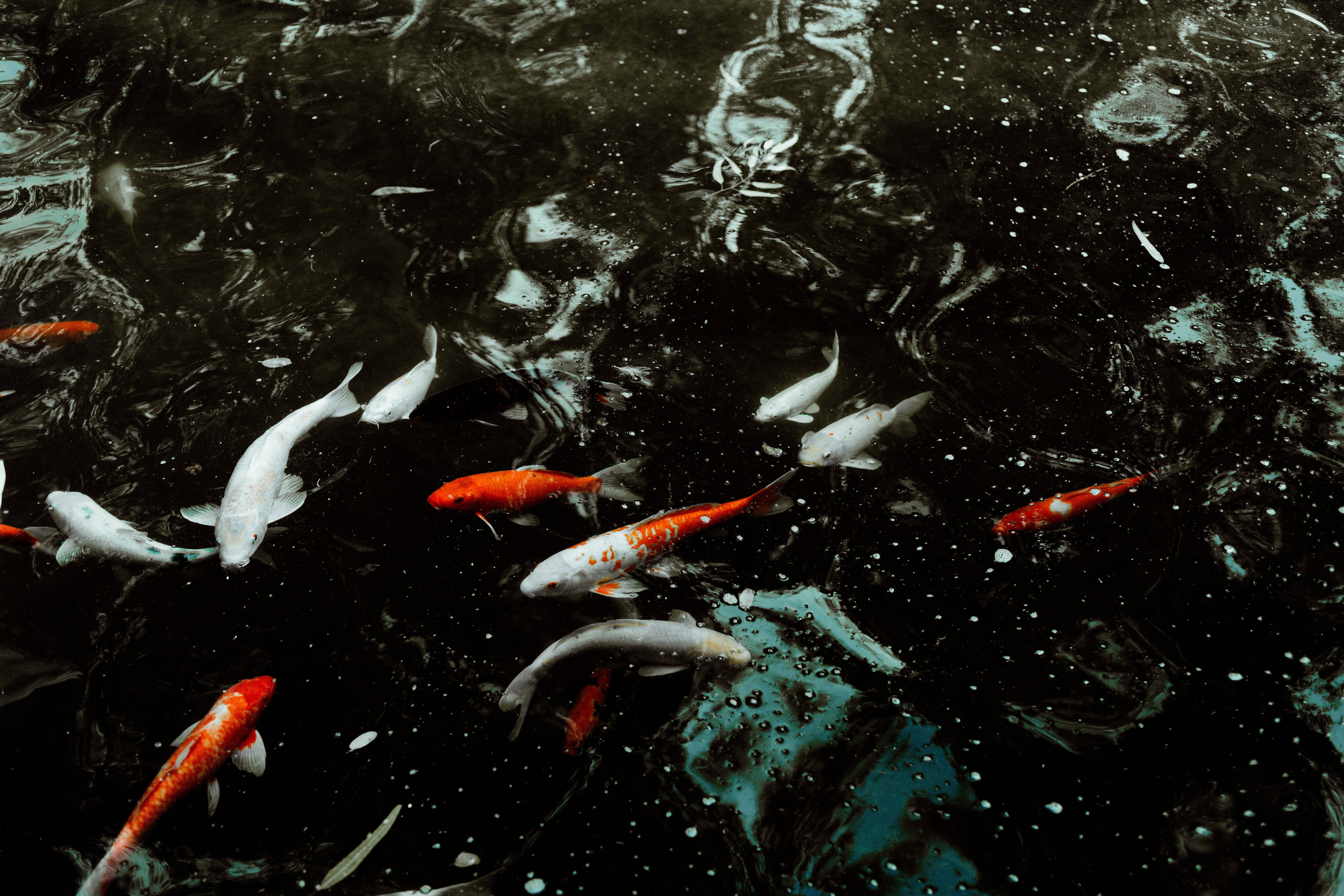 Koi Fish 桌布 壁紙 — 鮮豔的橙色和白色錦鯉在點綴著光線反射的黑暗漣漪水中優雅地滑行。