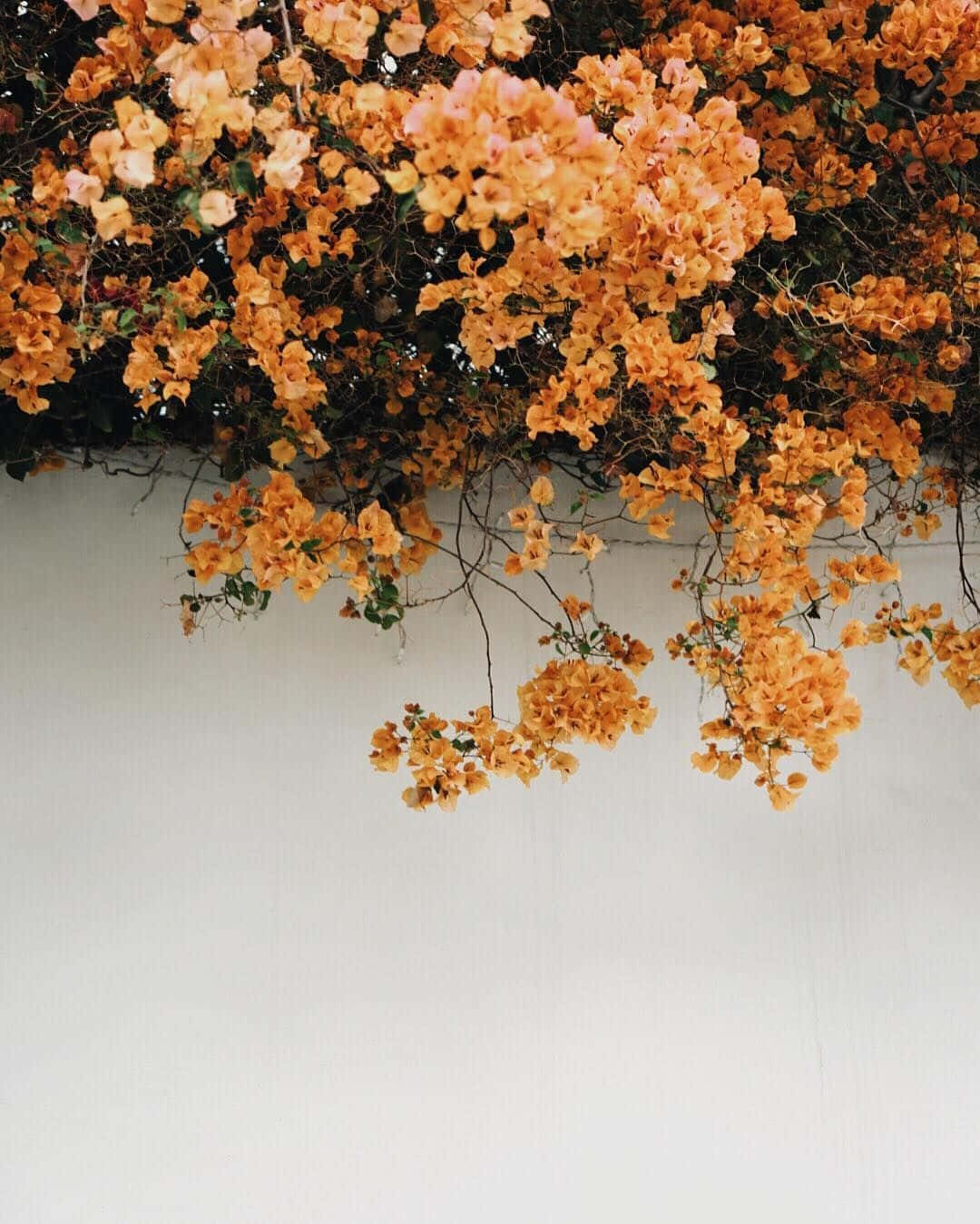 tumblr 花朵 桌布 壁紙 — 鮮豔的橙色和粉紅色九重葛花朵在柔和自然光下優雅地垂落在潔白的牆壁上。