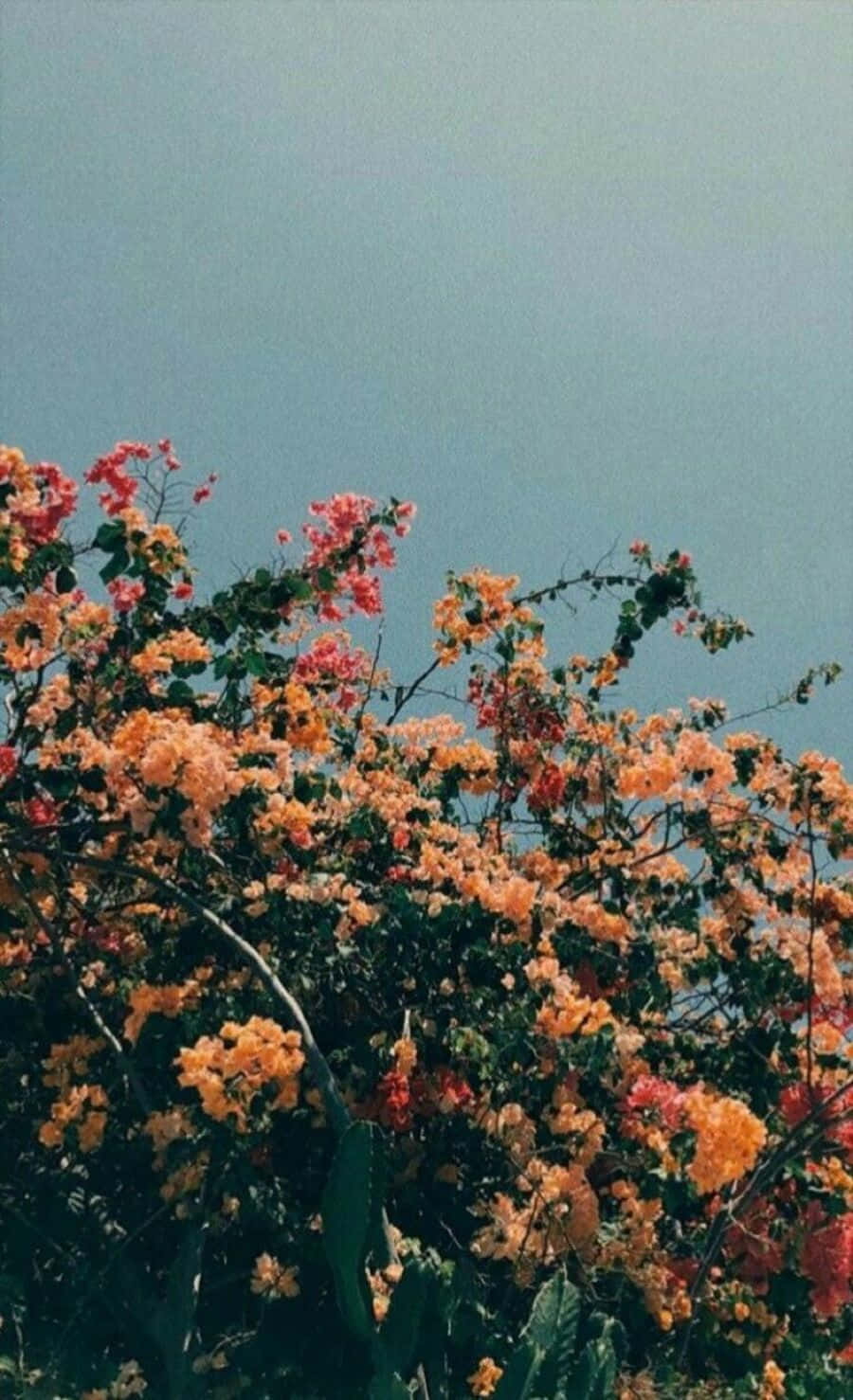 Vintage Aesthetic Plant 桌布 壁紙 — 鮮豔的橙色和粉紅色九重葛花朵在柔和的藍天背景下，在茂密的熱帶環境中層疊綻放。