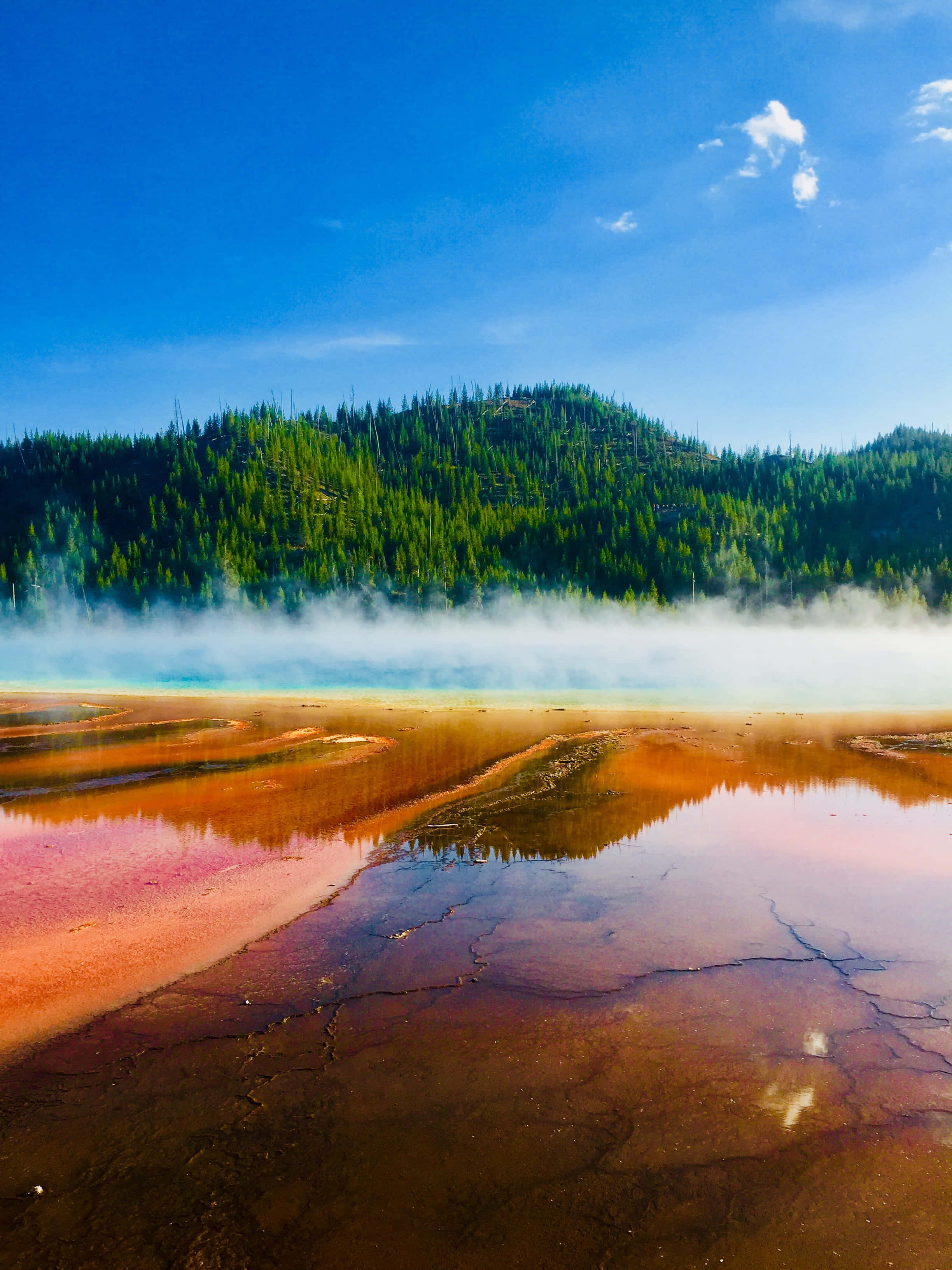Yellowstone Geysers 桌布 壁紙 — 鮮豔的橙色和粉紅色礦物池在晴朗的藍天下冒著蒸氣，背景是森林覆蓋的山丘。