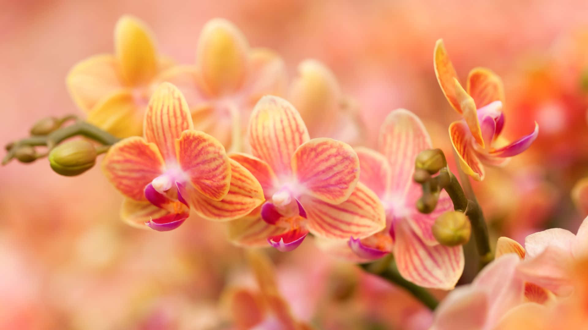 Orchids 桌布 壁紙 — 鮮豔的橙色和粉紅色蘭花在溫暖蜜桃色調的柔和模糊背景下細膩綻放。