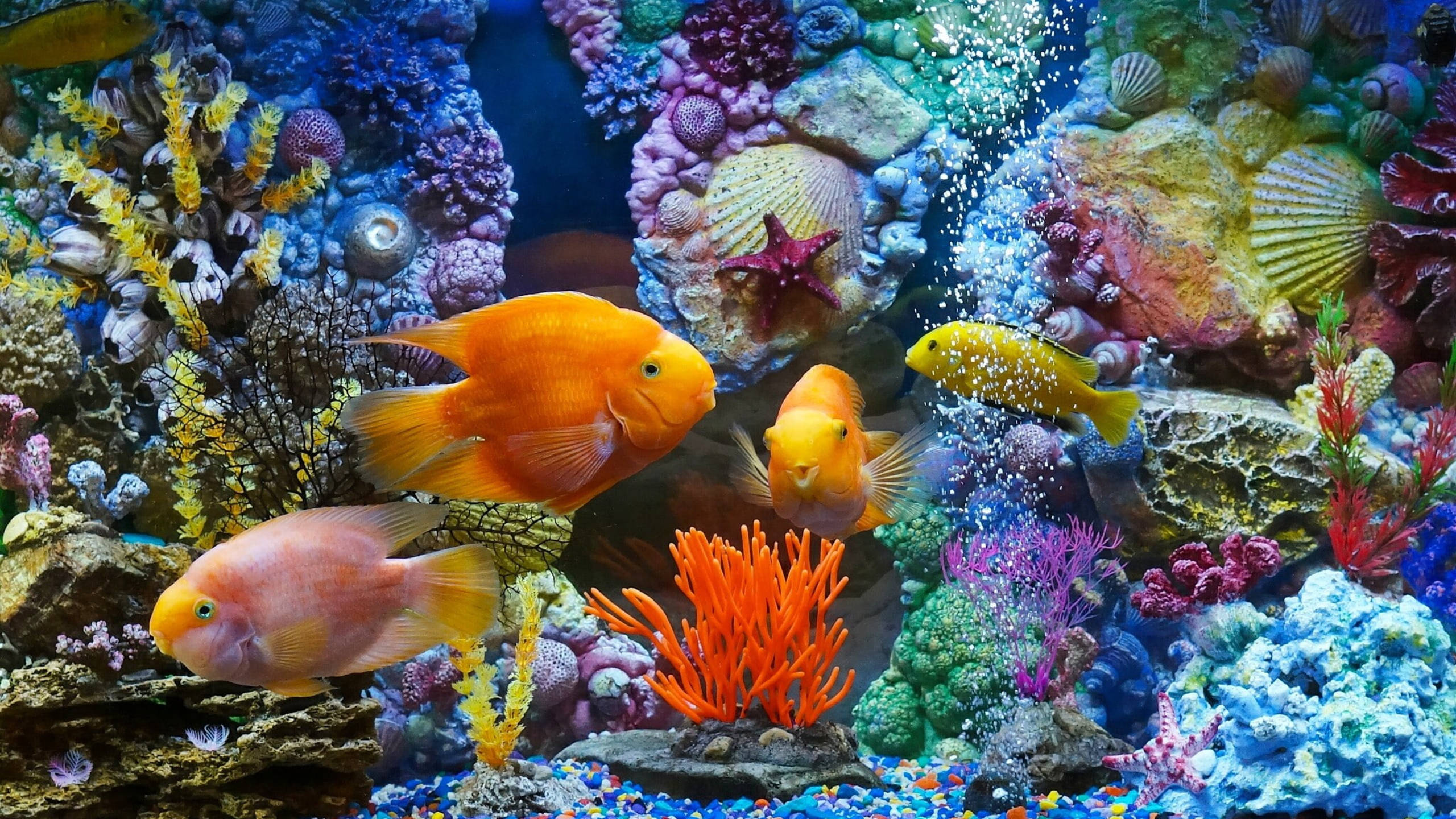 Goldfish 桌布 壁紙 — 鮮豔的橙色和粉紅色魚類在色彩繽紛的珊瑚和貝殼中游動，營造出熱鬧的水族館場景。
