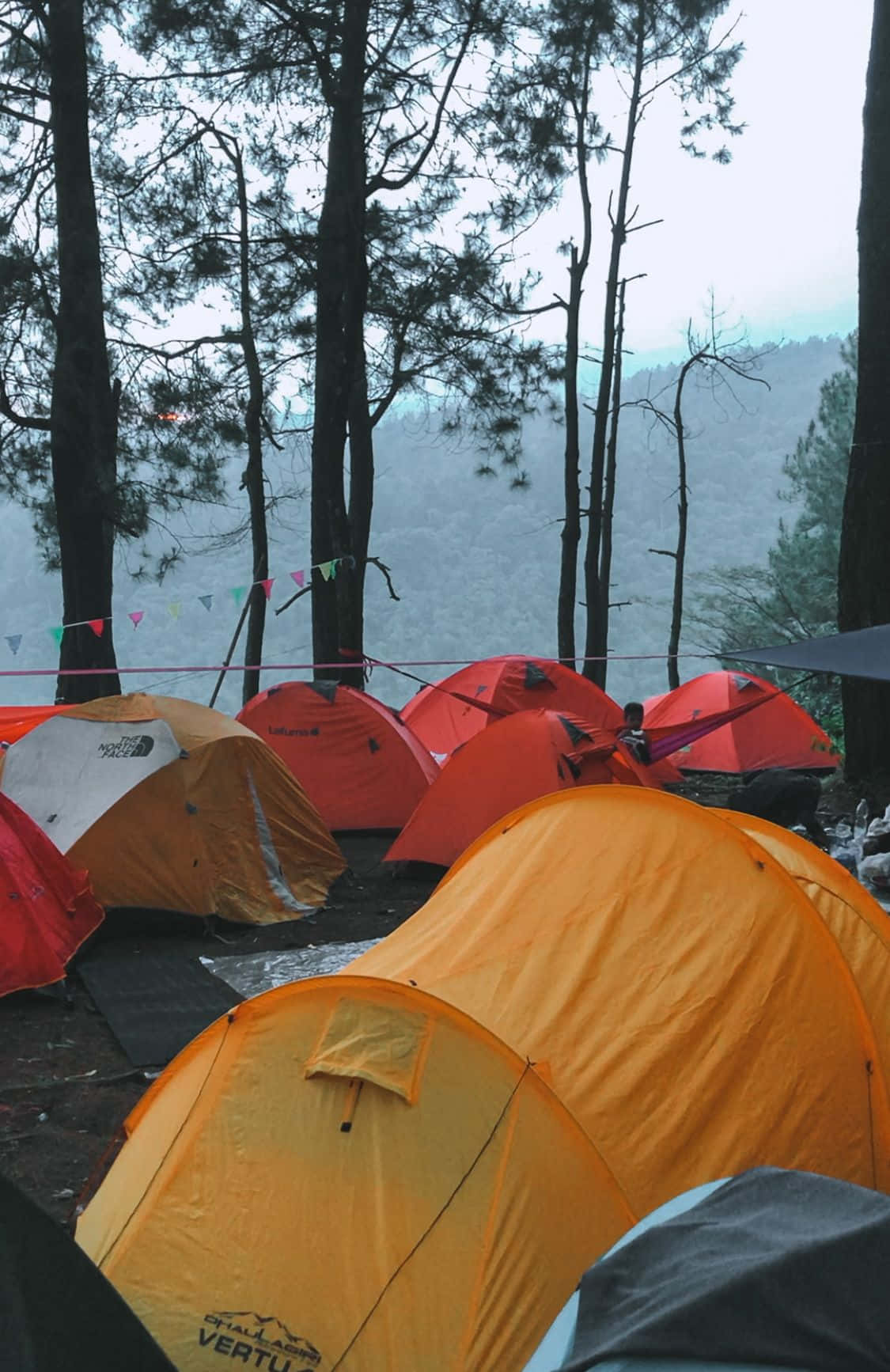 Minimalist Camping 桌布 壁紙 — 鮮豔的橙色和紅色帳篷坐落在高聳的松樹之間，俯瞰著霧氣瀰漫的山景。