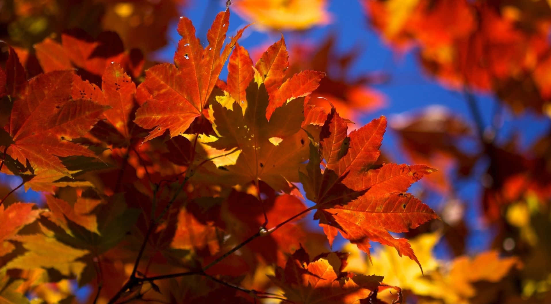 Fall Leaves 桌布 壁紙 — 鮮豔的橙色和紅色楓葉在晴朗的藍天襯托下被陽光從背面照亮。
