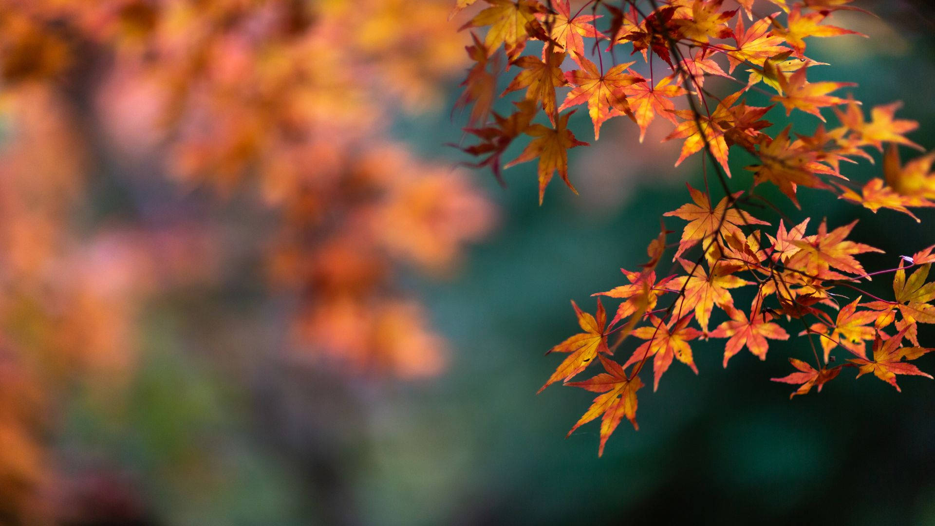 Autumn Leaves 桌布 壁紙 — 鮮豔的橙色和紅色楓葉在柔和模糊的綠色和棕色背景上優雅地懸掛著。
