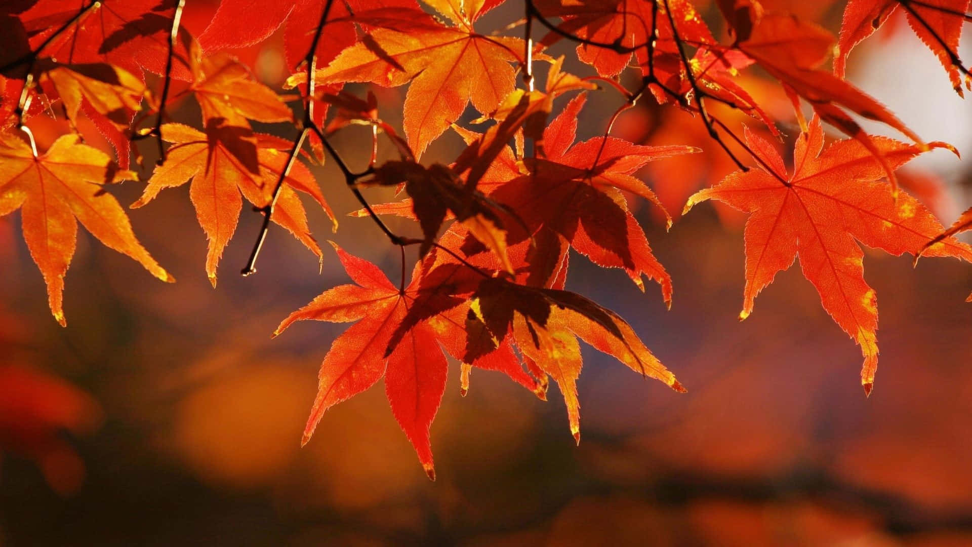 Fall Colors 桌布 壁紙 — 鮮豔的橙色和紅色楓葉在柔和模糊的秋季背景下溫暖地發光。