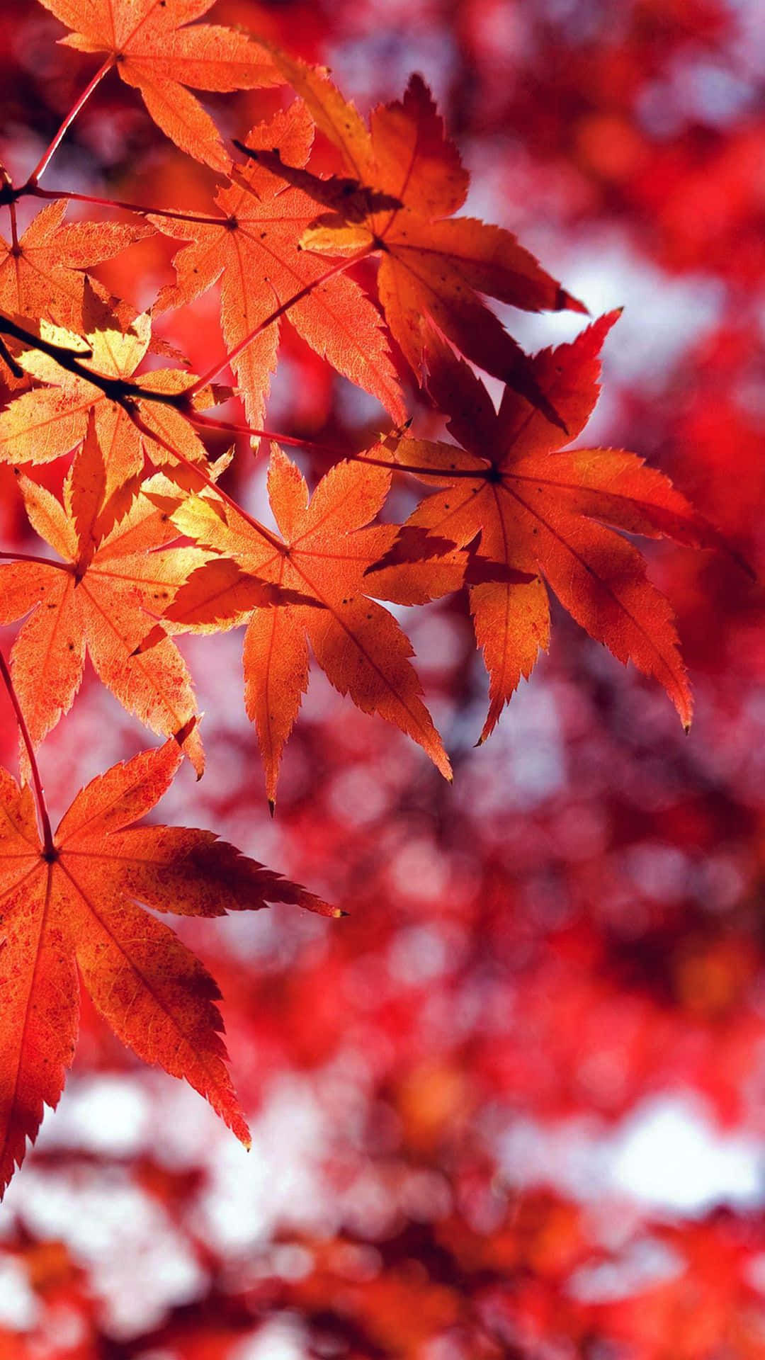 Beautiful Fall iPhone 桌布 壁紙 — 鮮豔的橙色和紅色楓葉在柔和模糊的秋日背景下閃耀著清晰焦點。