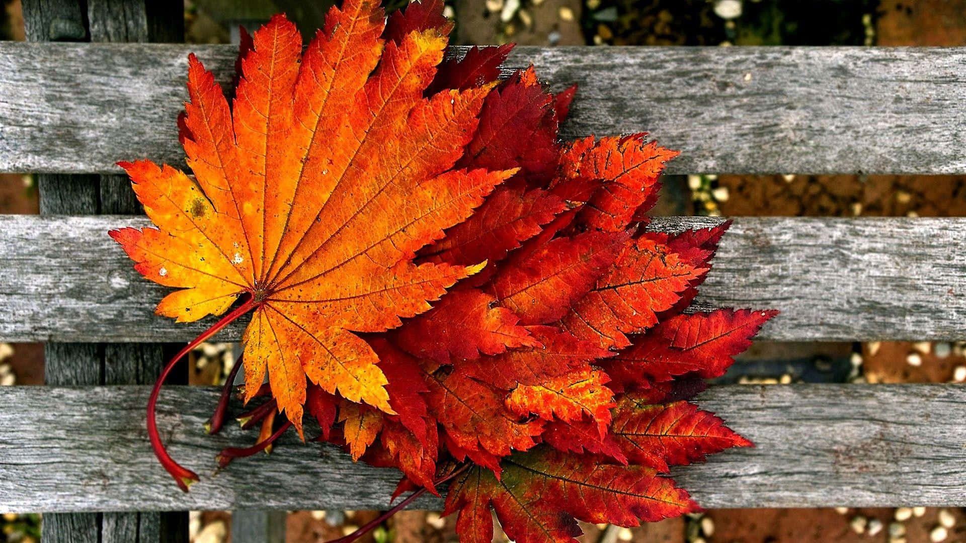 橘色 桌布 壁紙 — 鮮豔的橙色和紅色楓葉在清晰的秋日光線下，靜靜地躺在經風吹日曬的木長椅上。