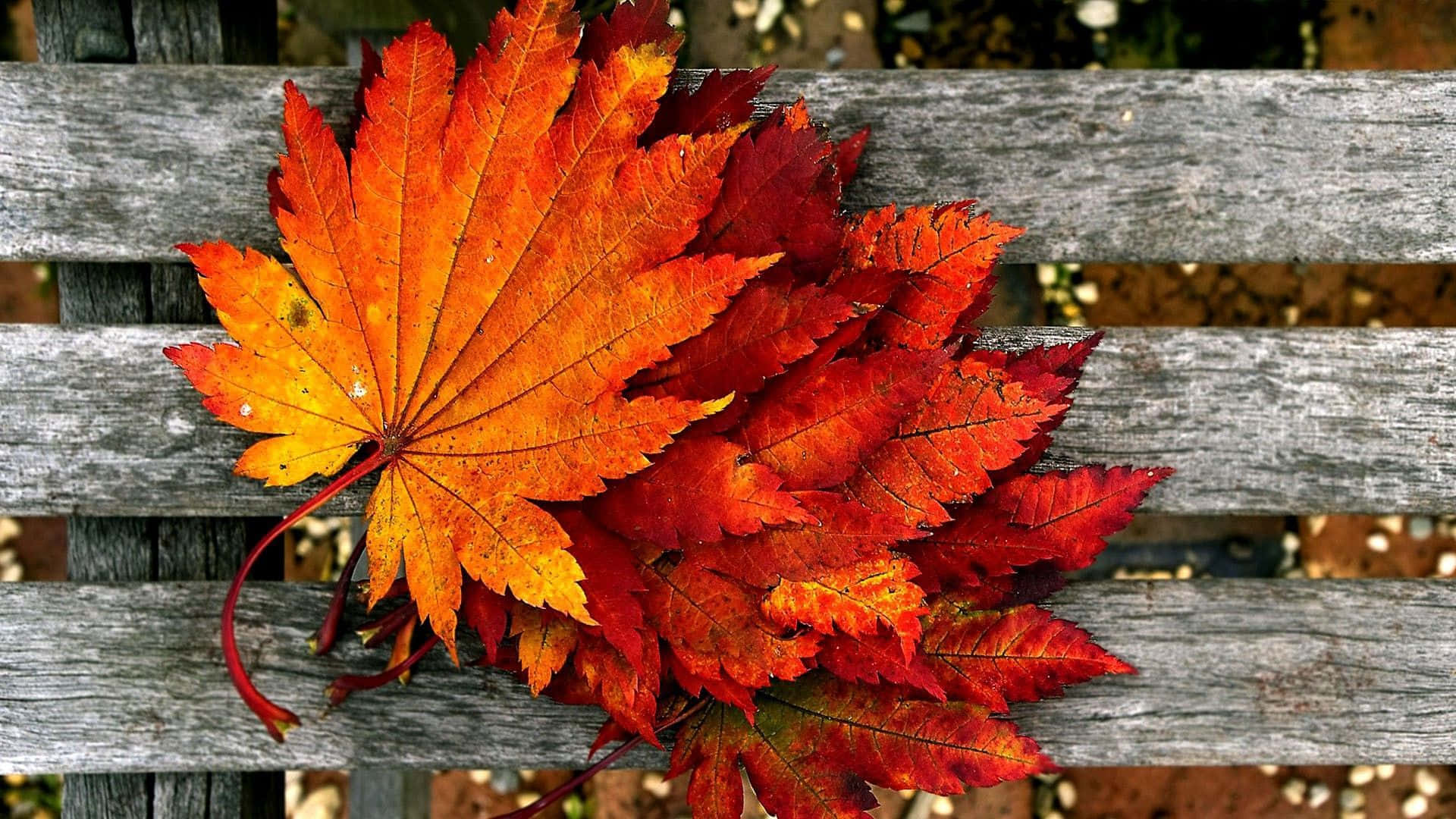 秋季 桌布 壁紙 — 鮮豔的橙色和紅色楓葉在清爽的秋光中靜靜地躺在風化的木長椅上。