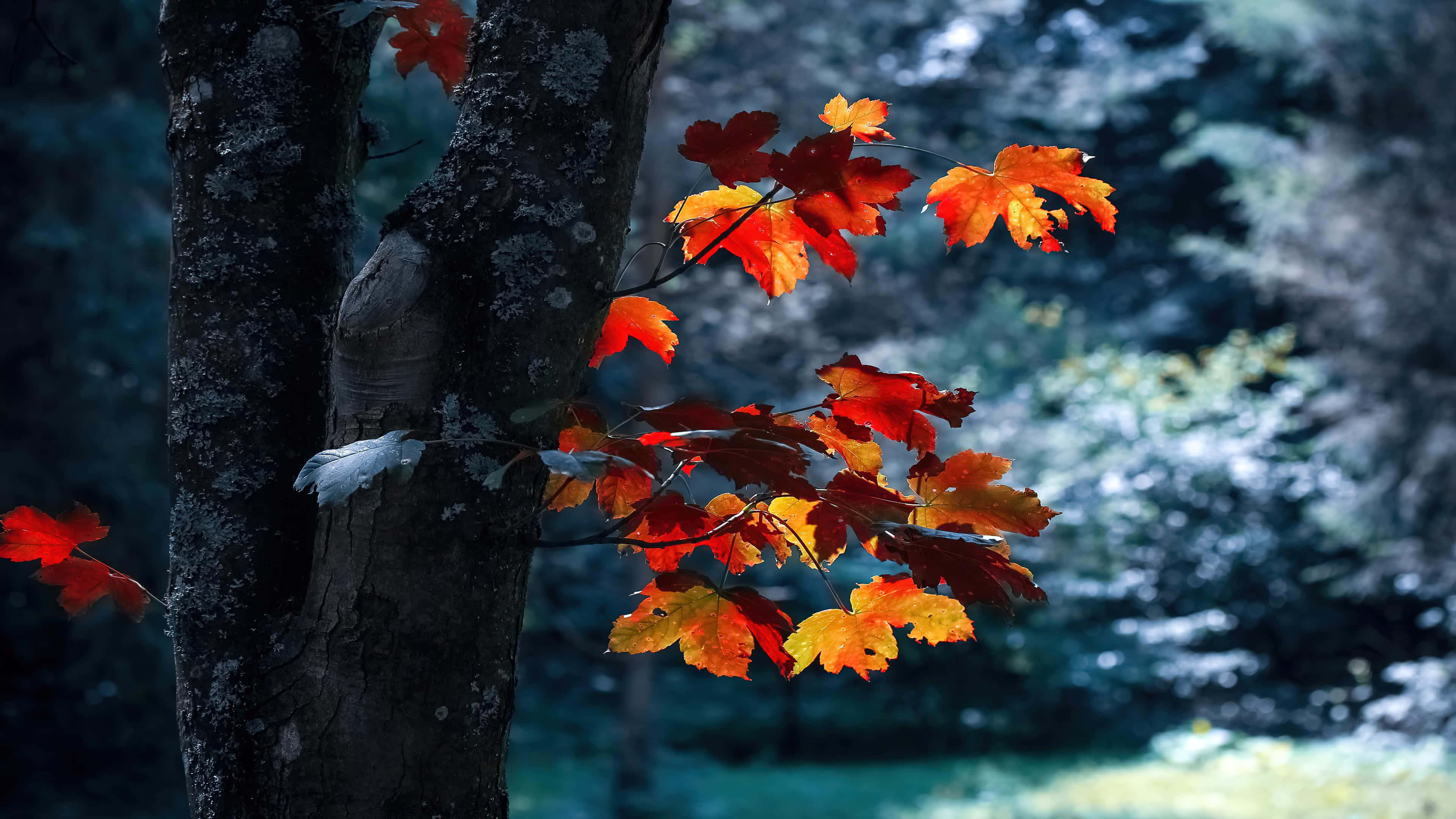 Autumn Foliage 桌布 壁紙 — 鮮豔的橙色和紅色楓葉在霧氣瀰漫的秋林中，映照在深色紋理的樹幹上。