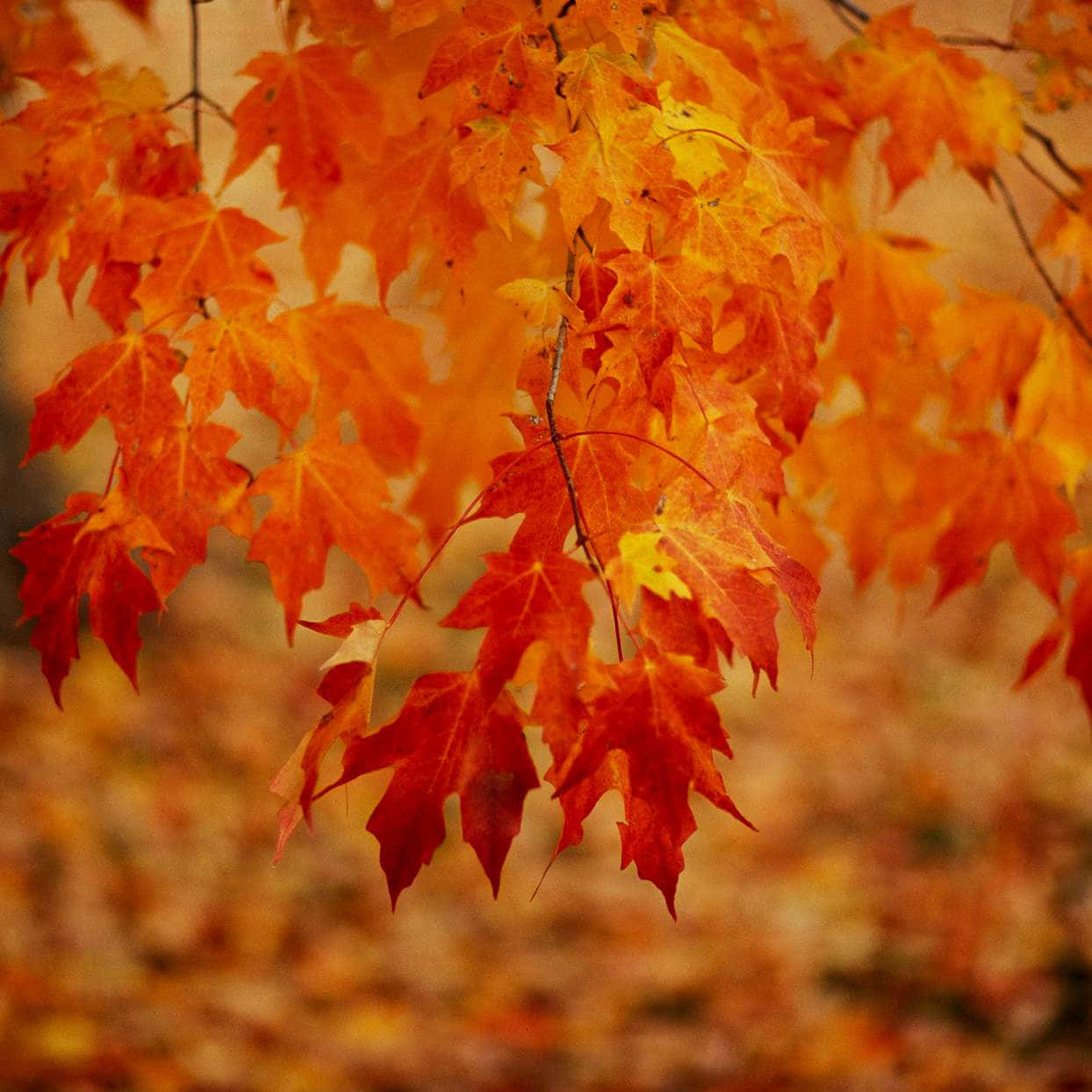 Leaves 桌布 壁紙 — 鮮豔的橙色和紅色楓葉從樹枝上優雅地垂下，背景是柔和模糊的秋日森林地面。